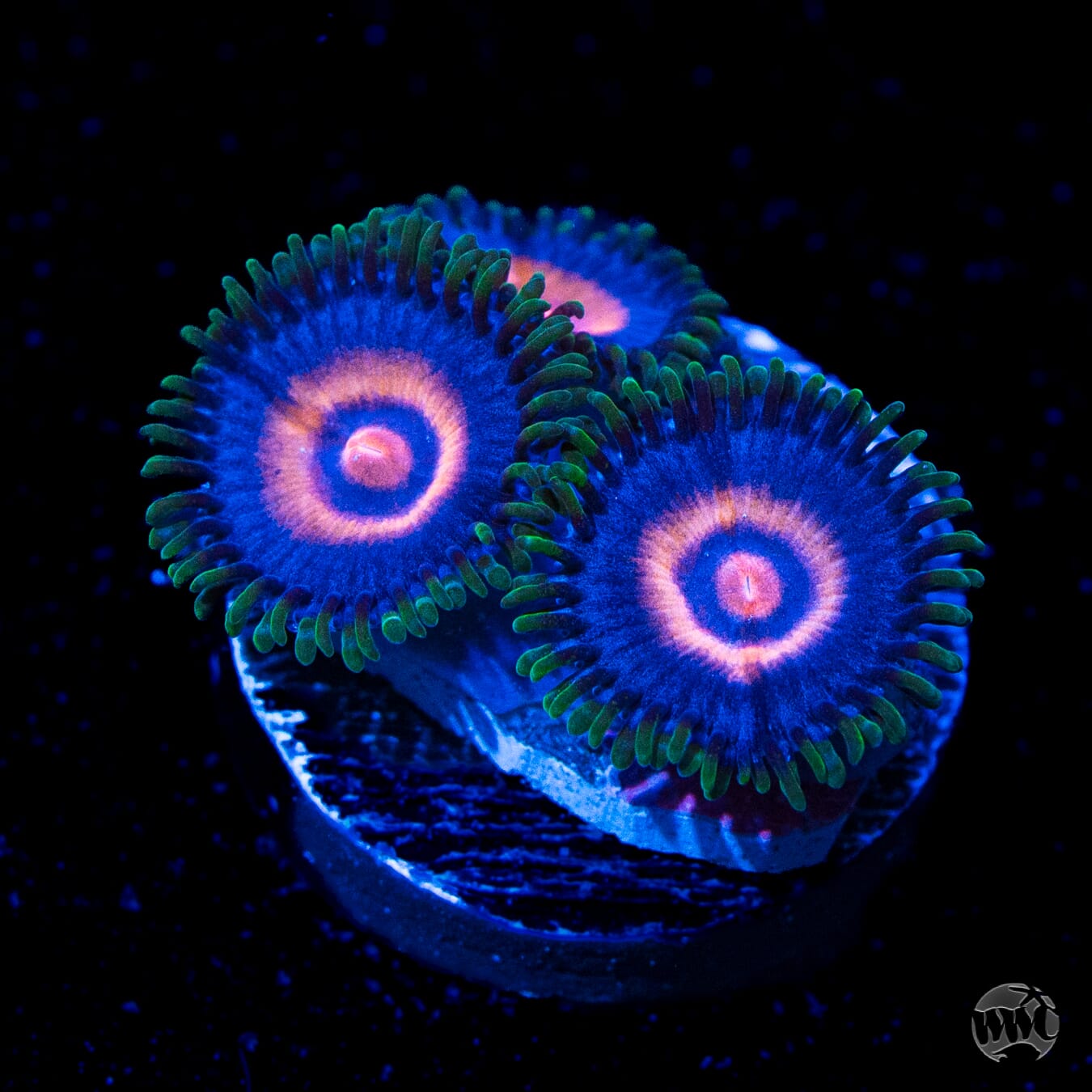 Supergirls Zoanthids