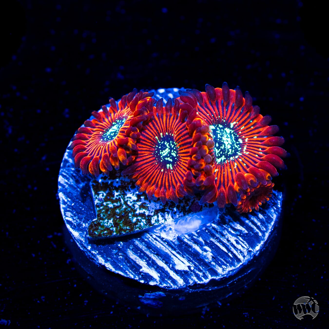 WWC Warlock Zoanthids