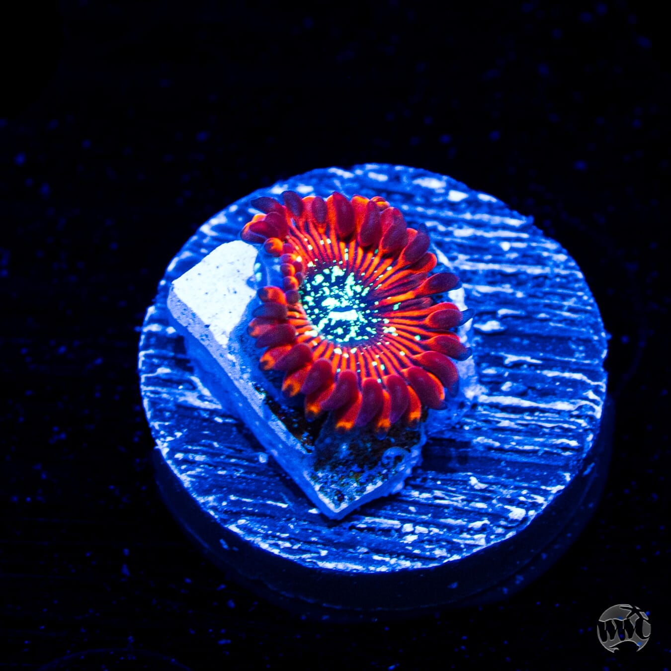 WWC Warlock Zoanthids