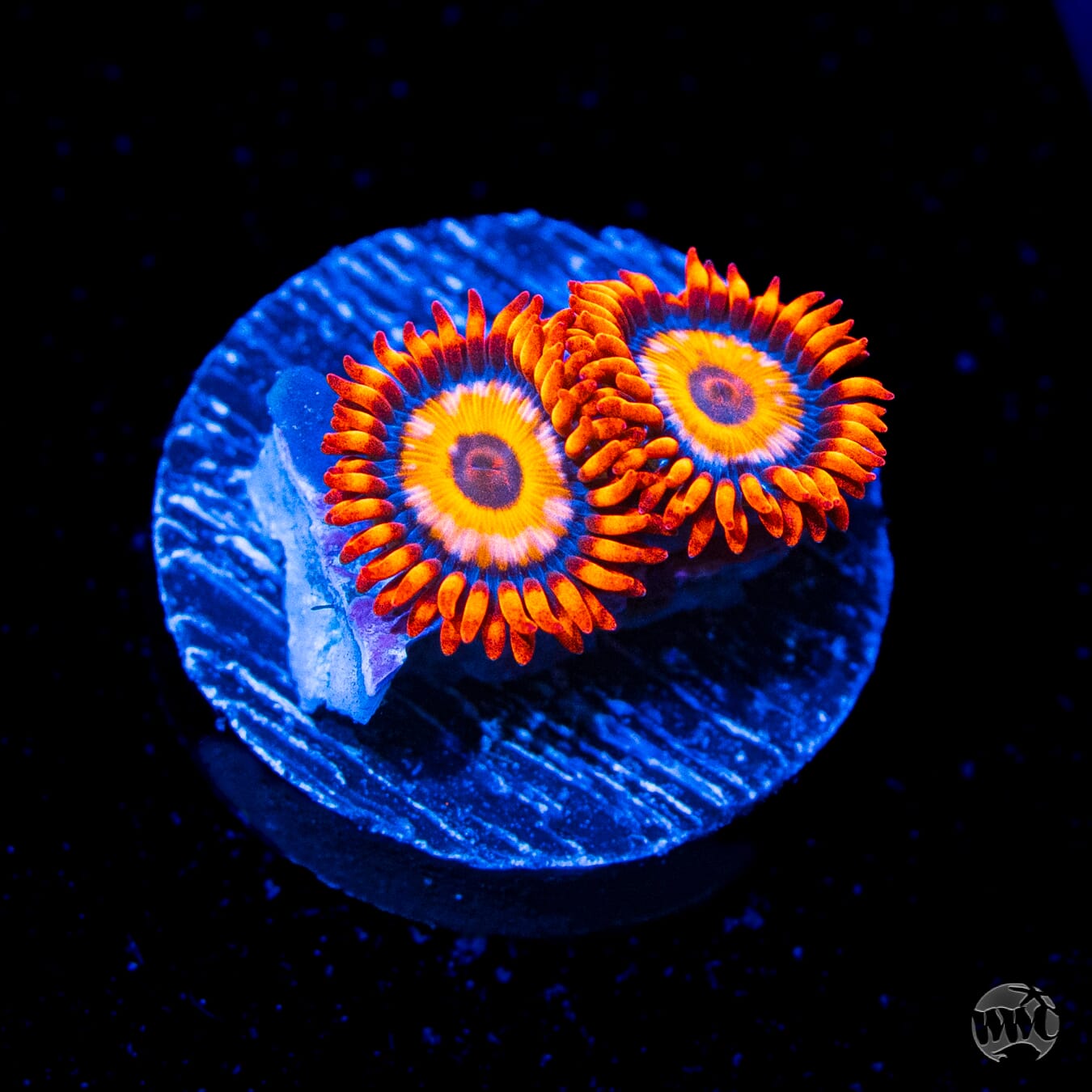 Oxide Zoanthids