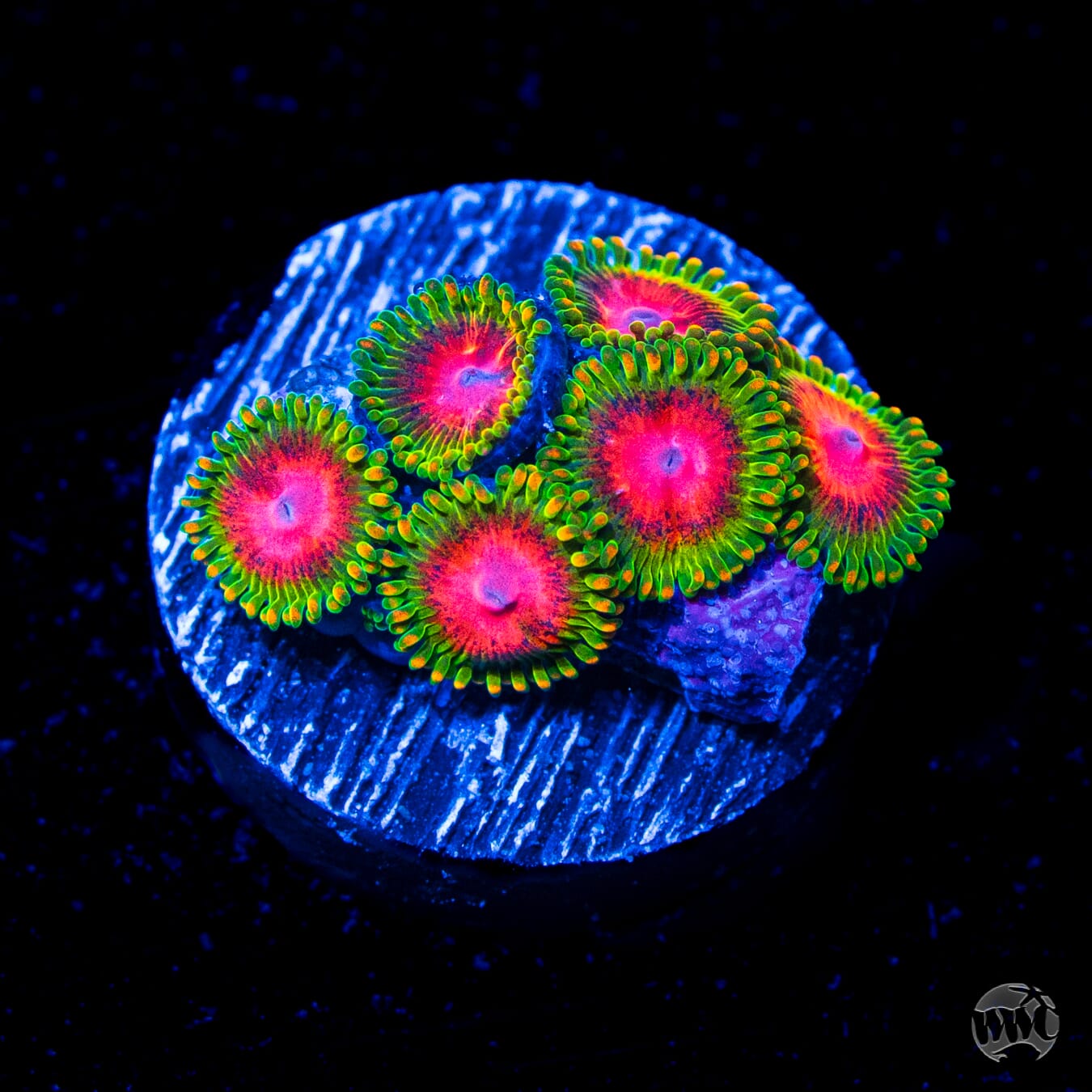 Awesome Blossom Zoanthids