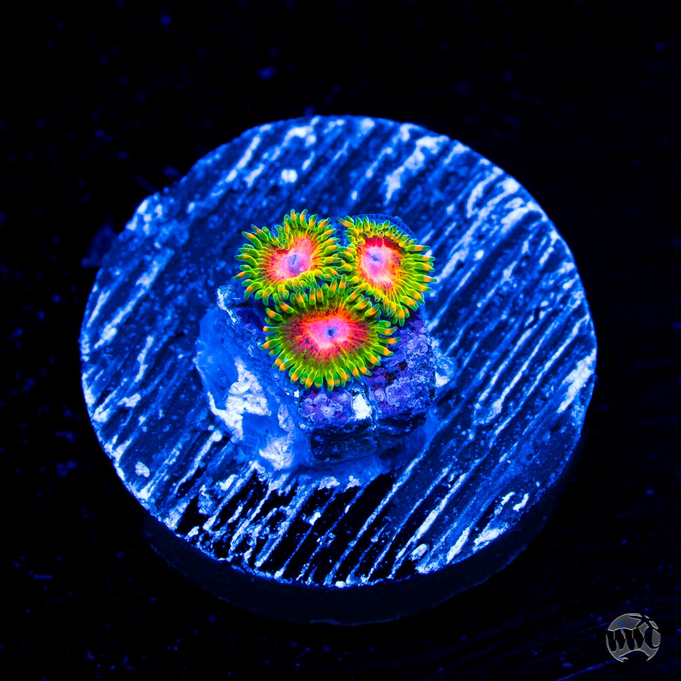 Awesome Blossom Zoanthids