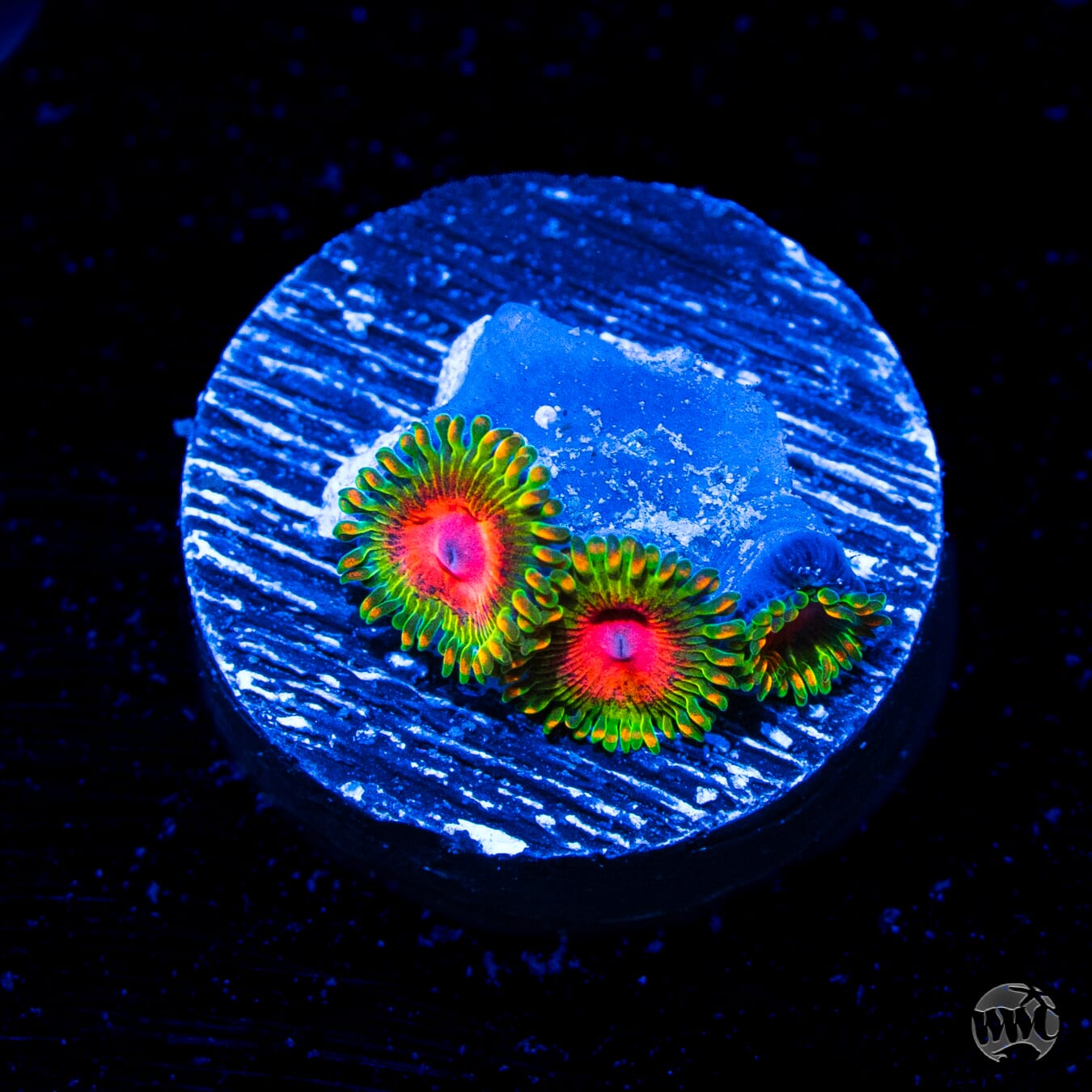 Awesome Blossom Zoanthids