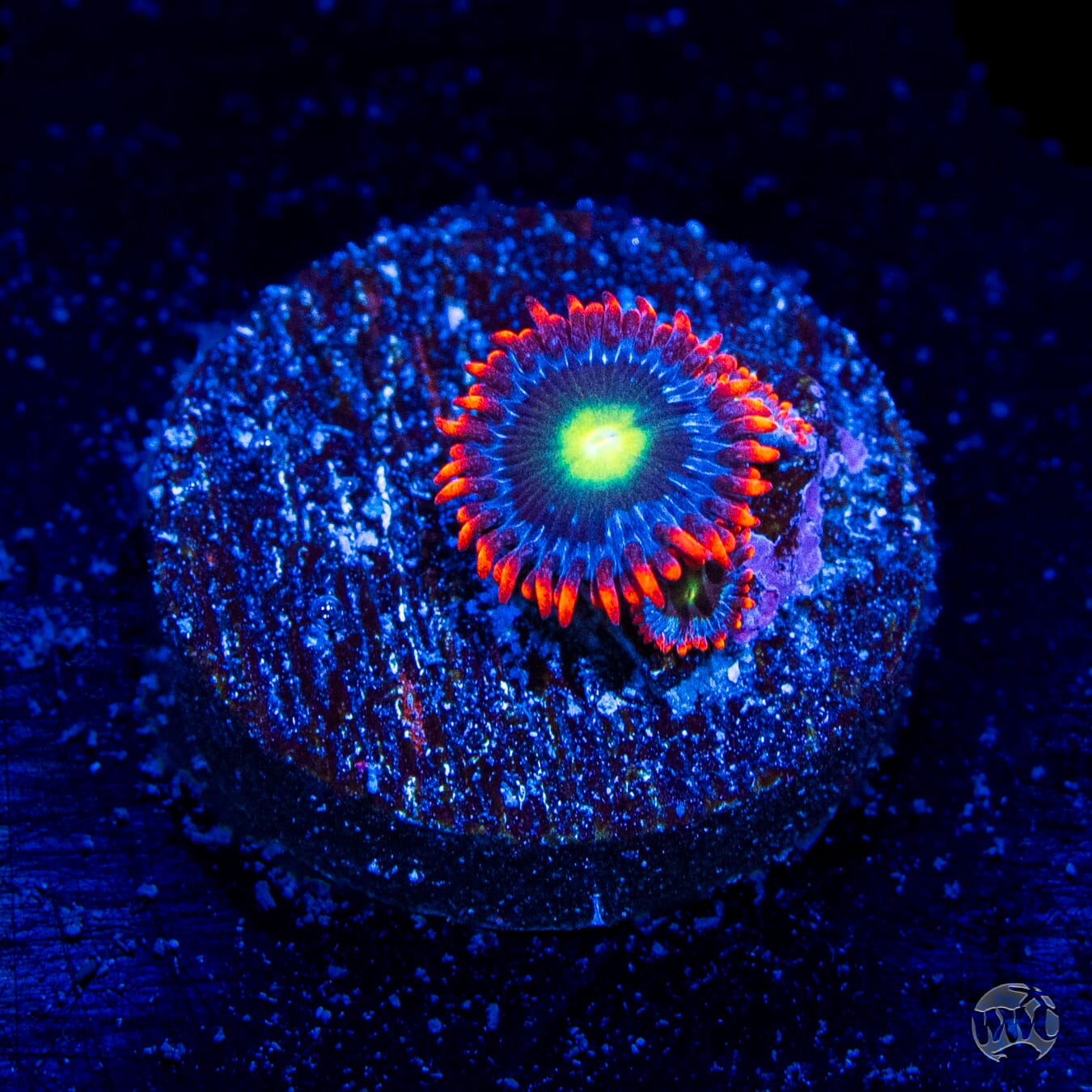 Monster Mash Zoanthids