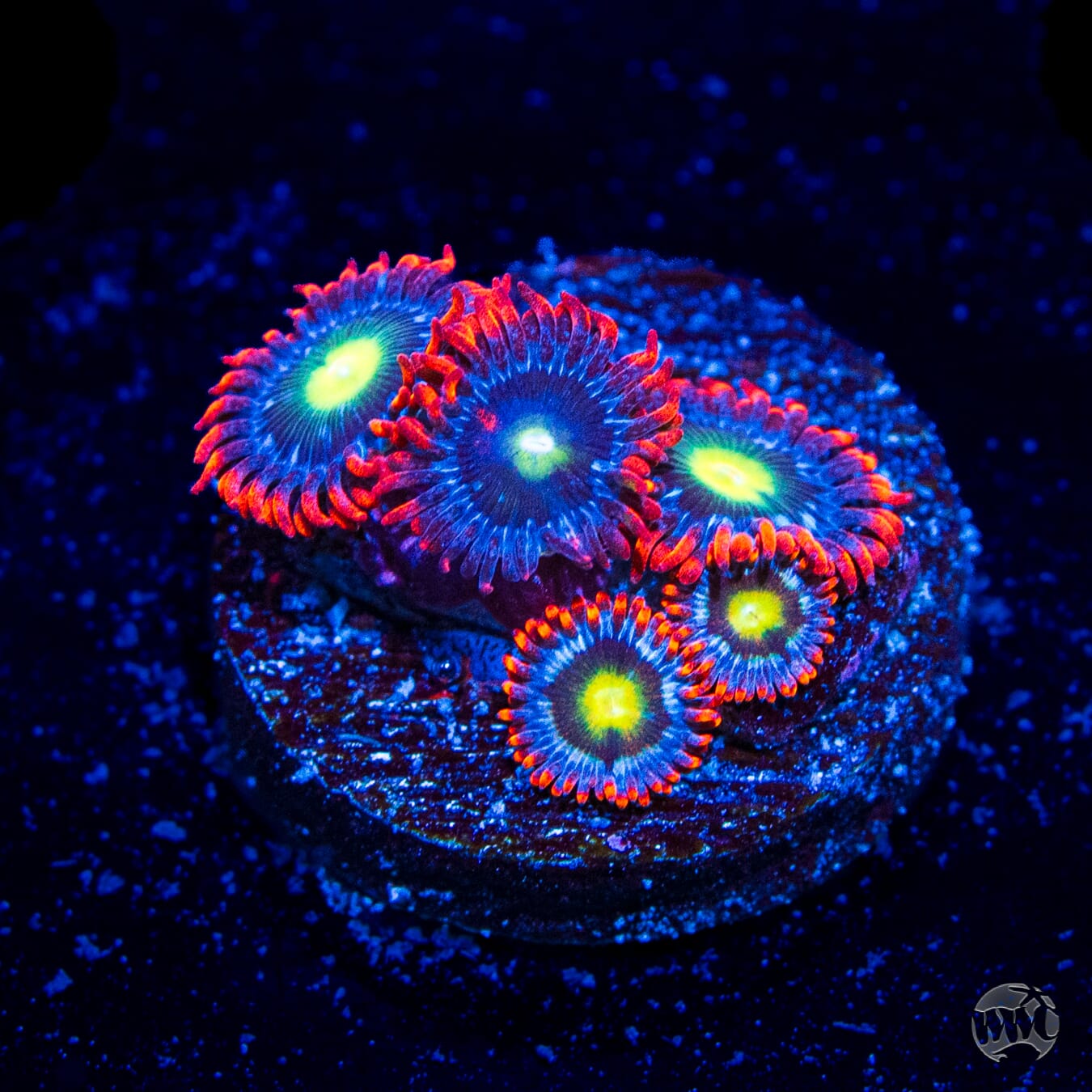 Monster Mash Zoanthids