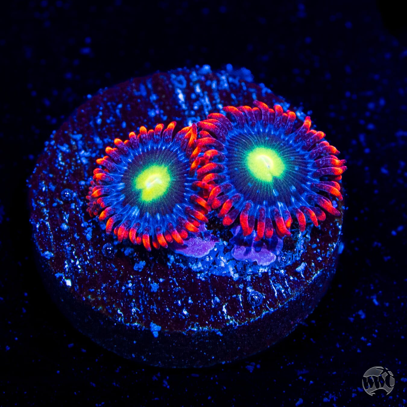 Monster Mash Zoanthids