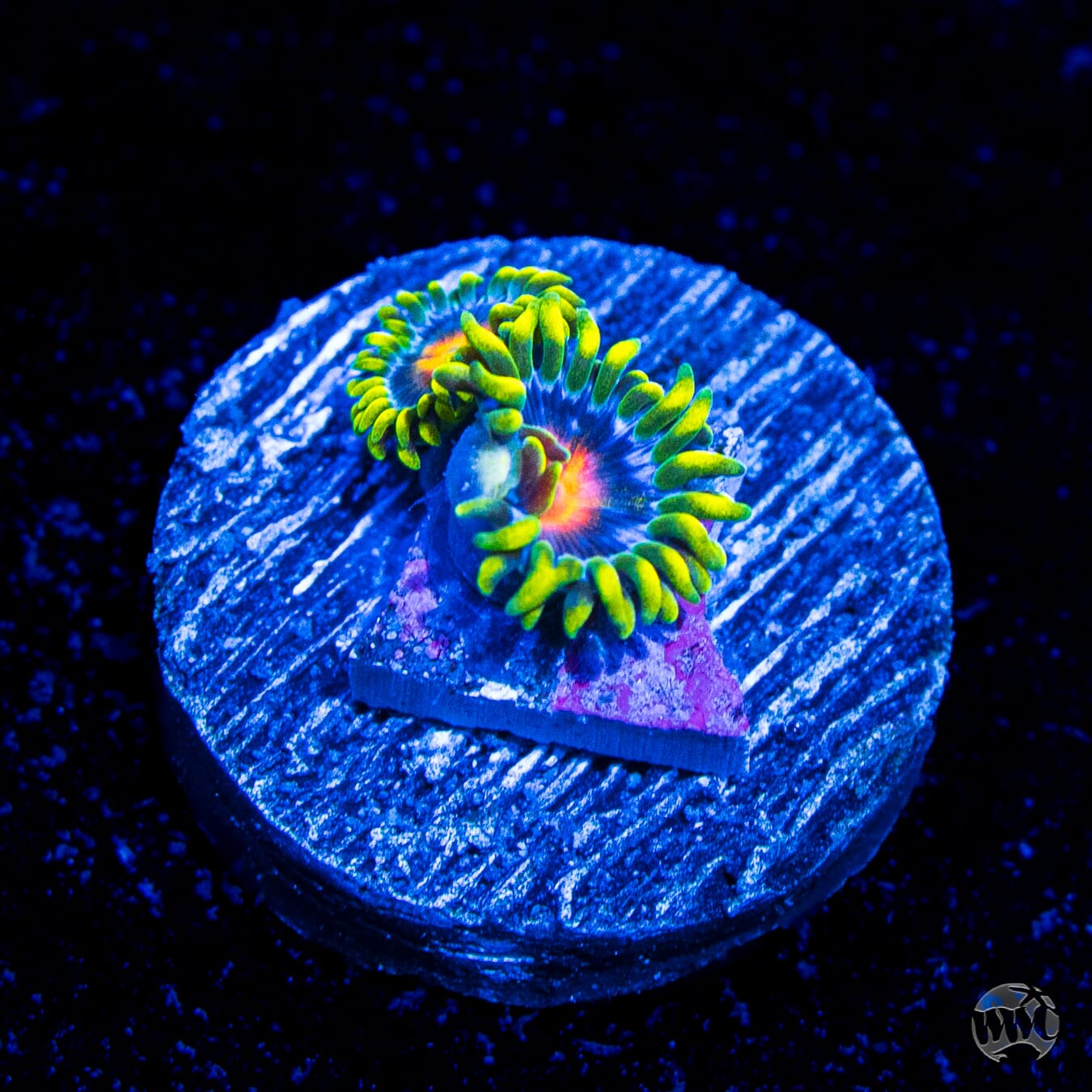 Ultimate Blowpop Zoanthids