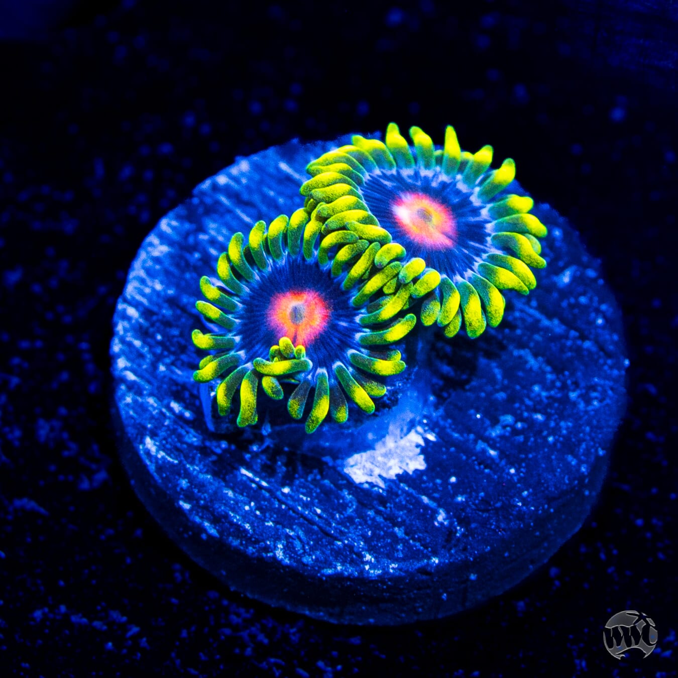 Ultimate Blowpop Zoanthids