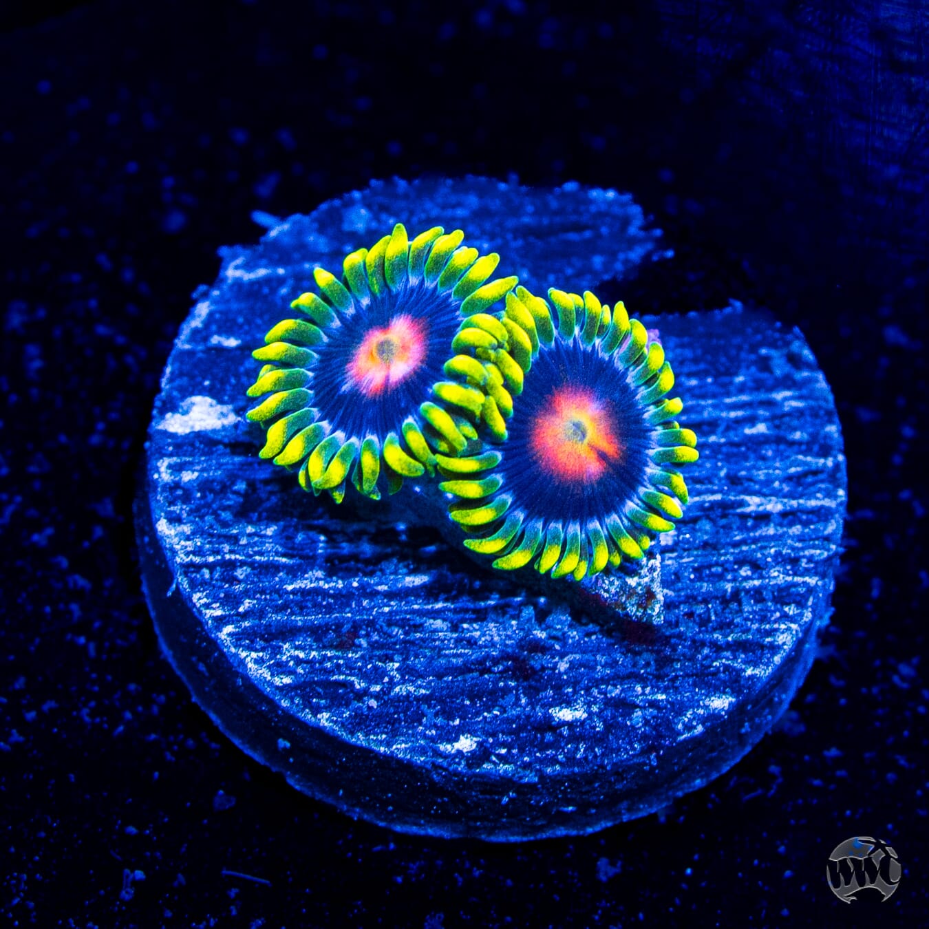 Ultimate Blowpop Zoanthids