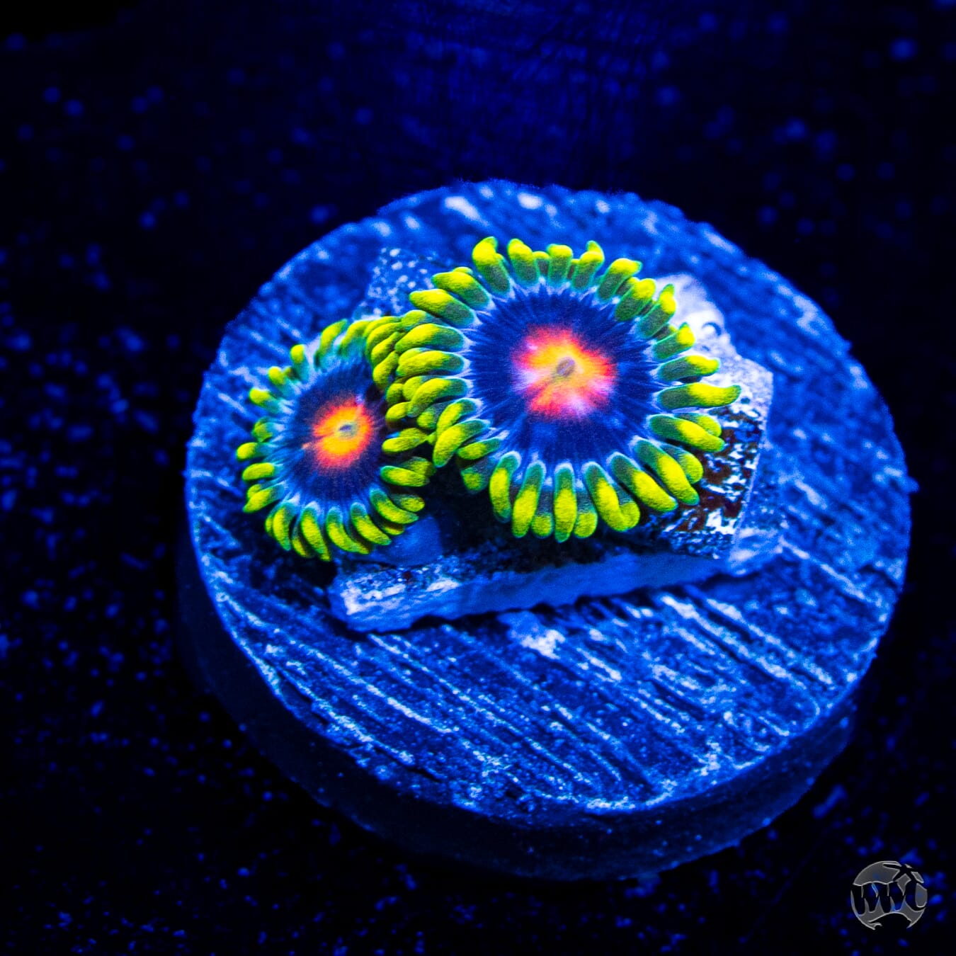 Ultimate Blowpop Zoanthids