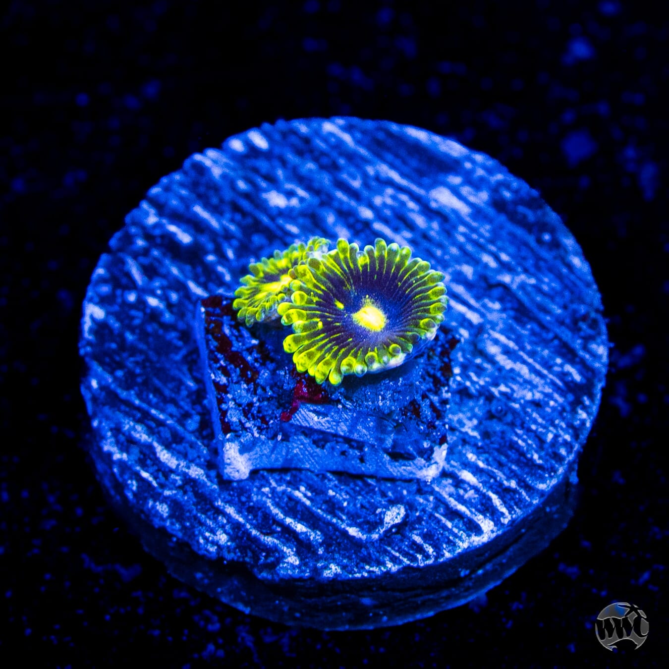 Exosphere Zoanthids