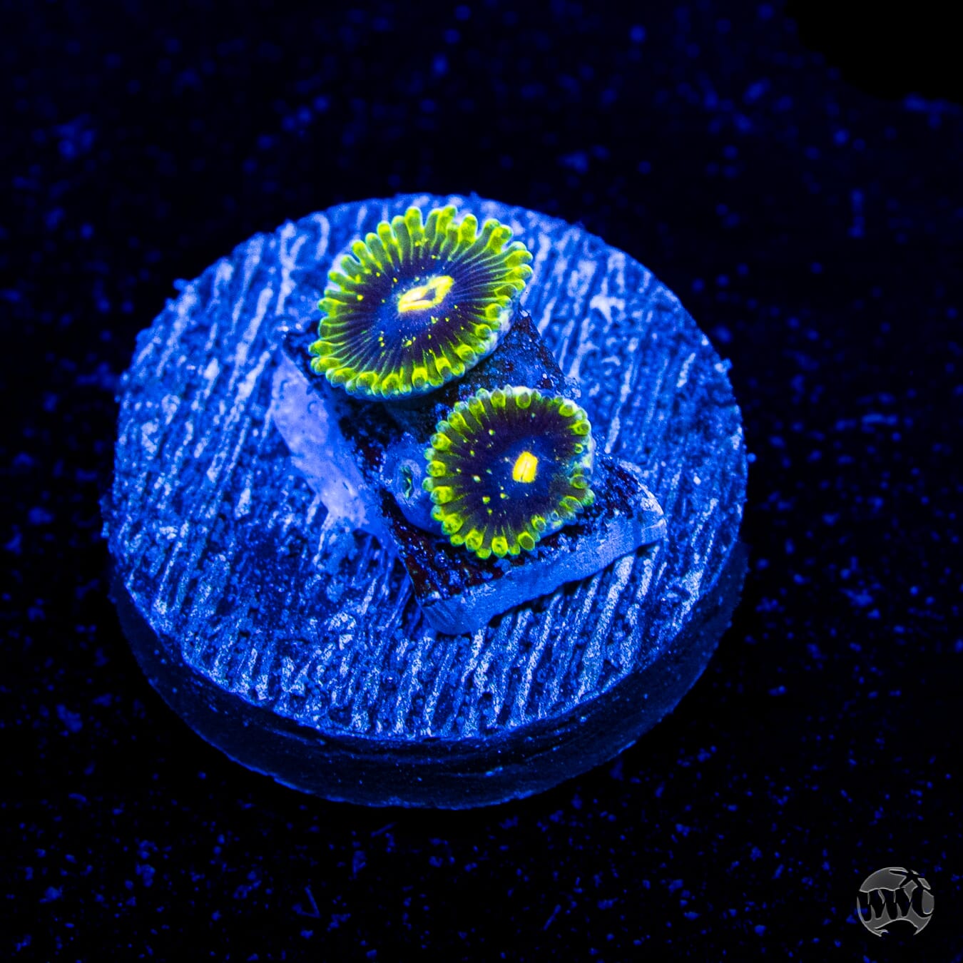 Exosphere Zoanthids