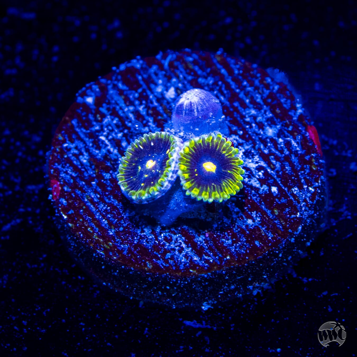 Exosphere Zoanthids