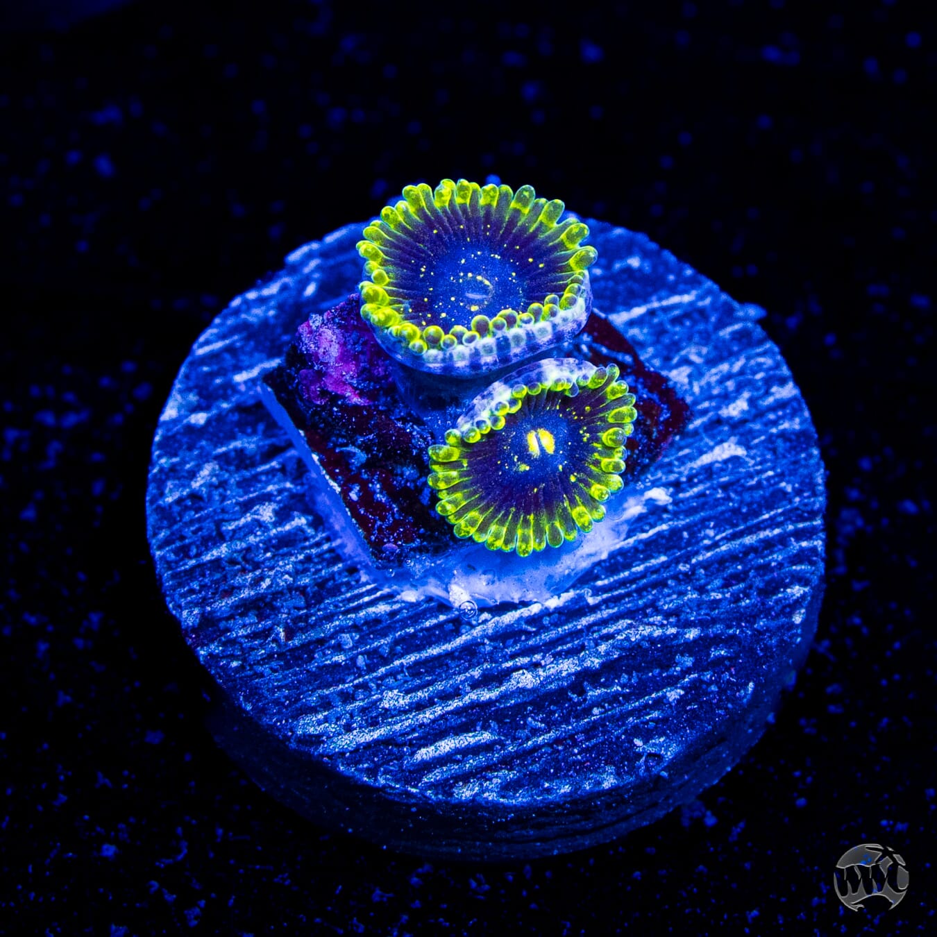 Exosphere Zoanthids