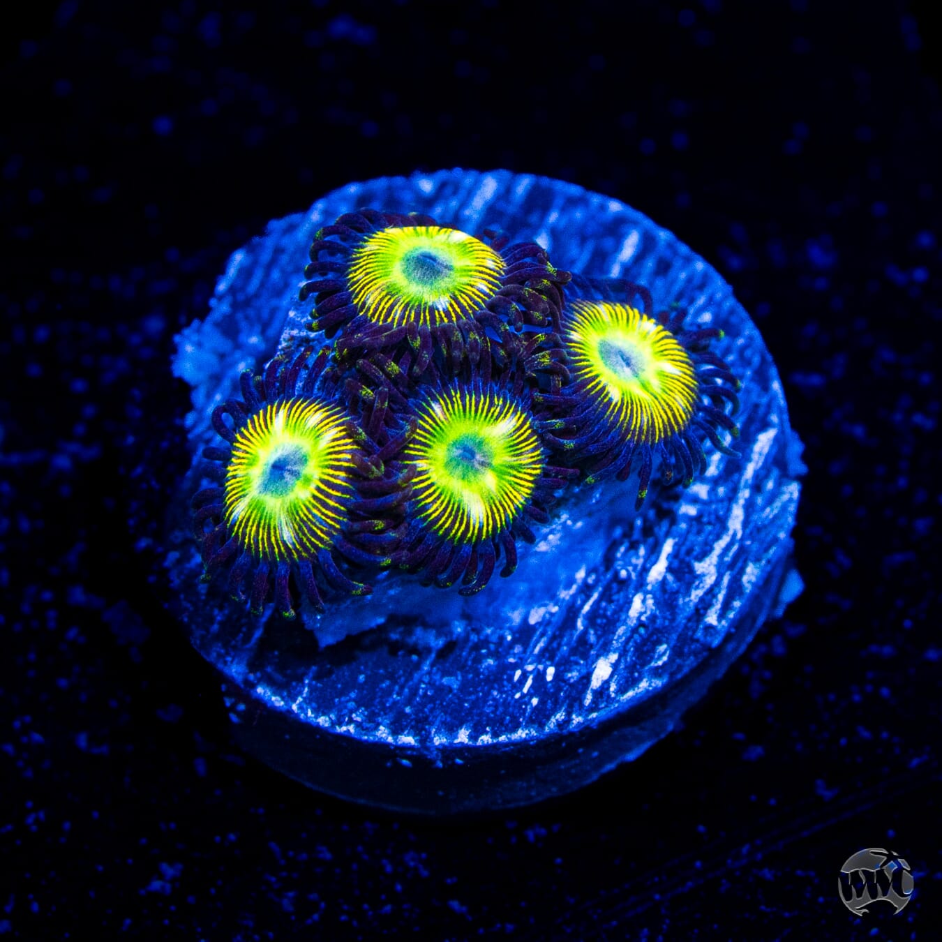 Mean Tangerine Zoanthids