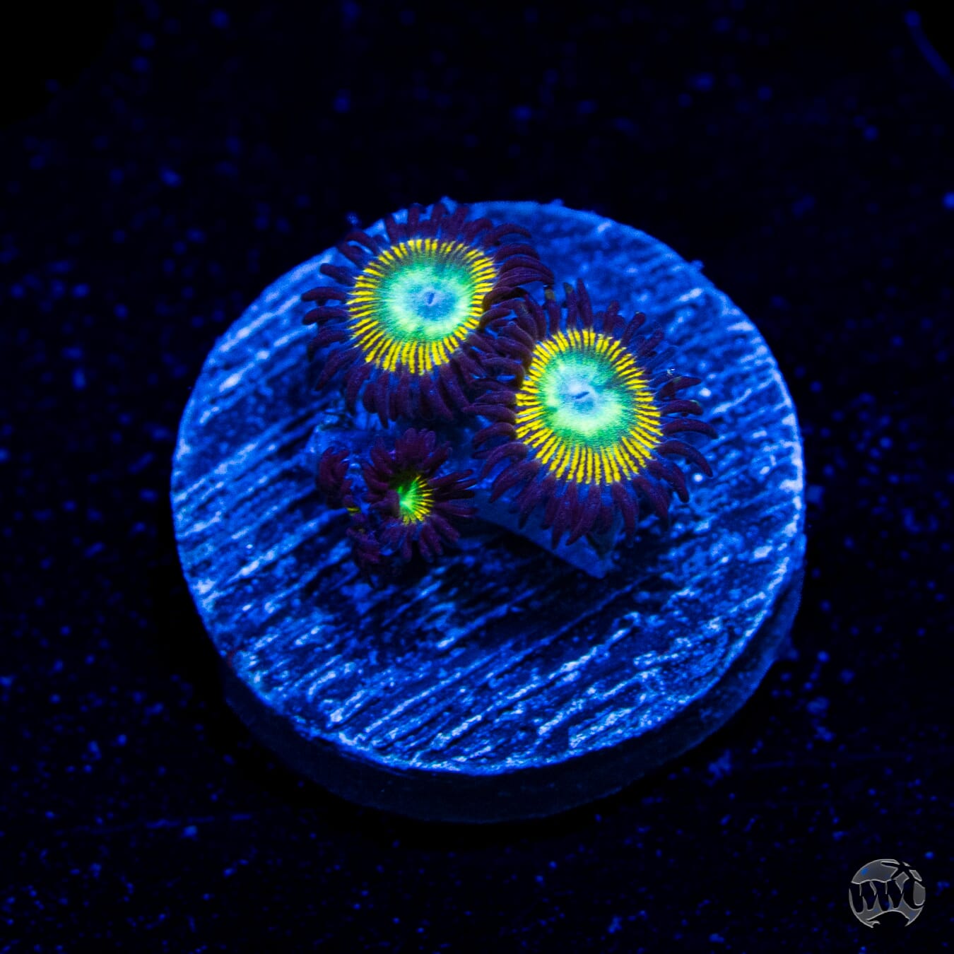 WWC Saltwater Taffee Zoanthids