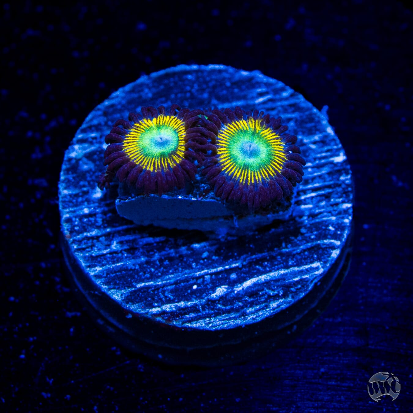 WWC Saltwater Taffee Zoanthids