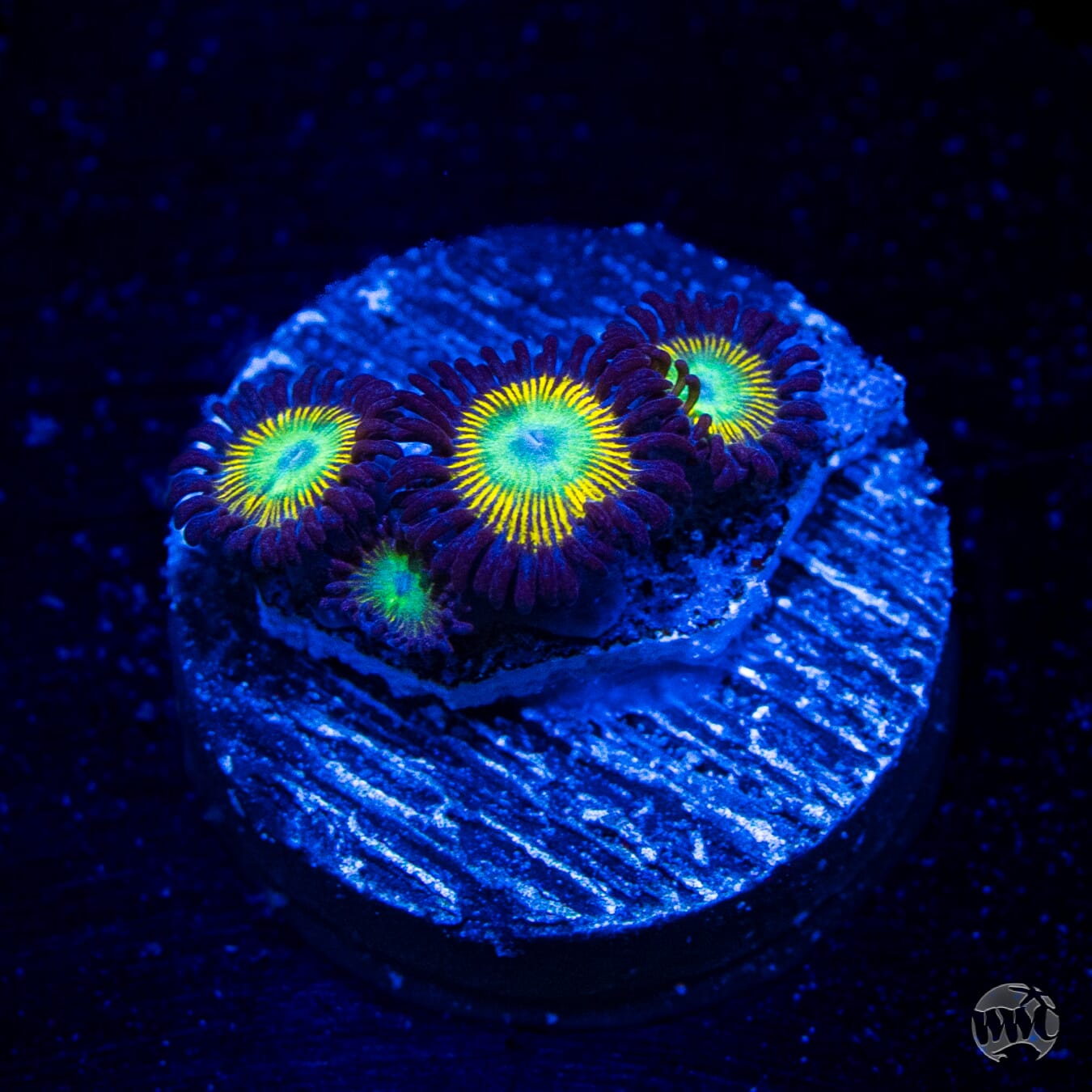 WWC Saltwater Taffee Zoanthids