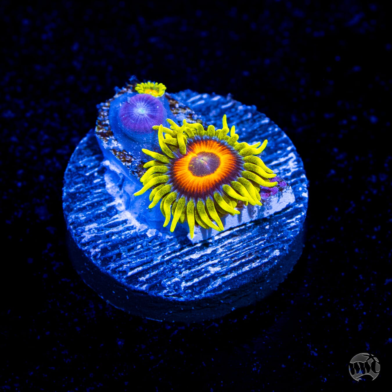 WWC Wildflower Zoanthids