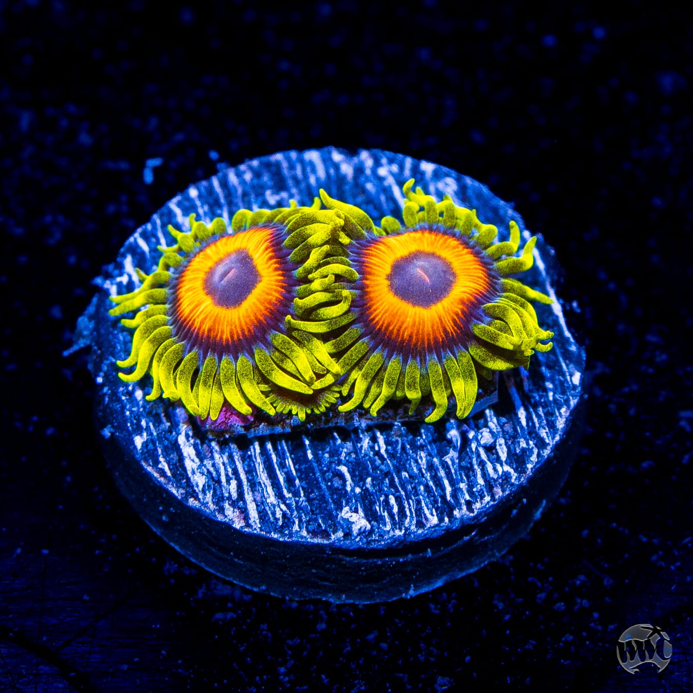 WWC Wildflower Zoanthids