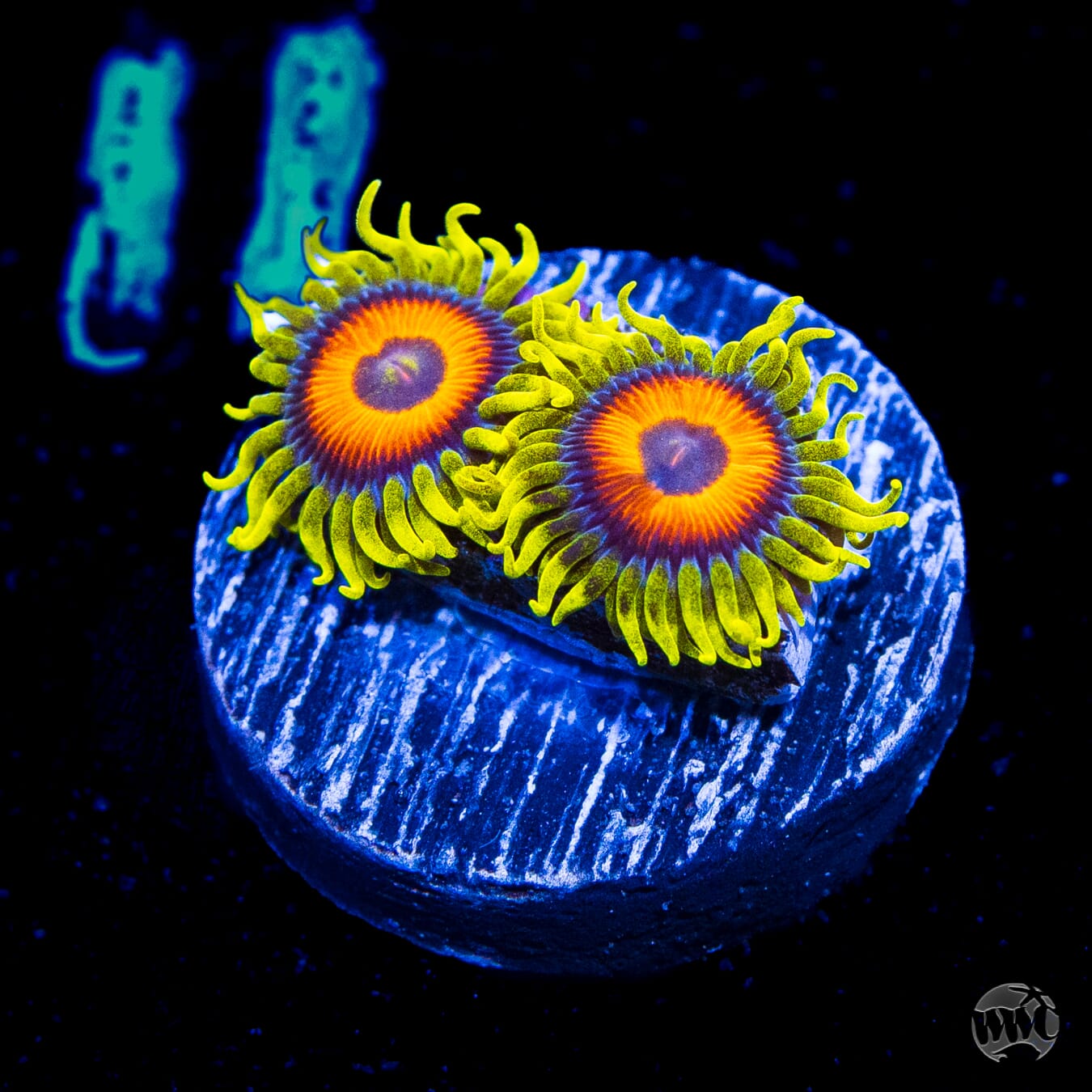 WWC Wildflower Zoanthids