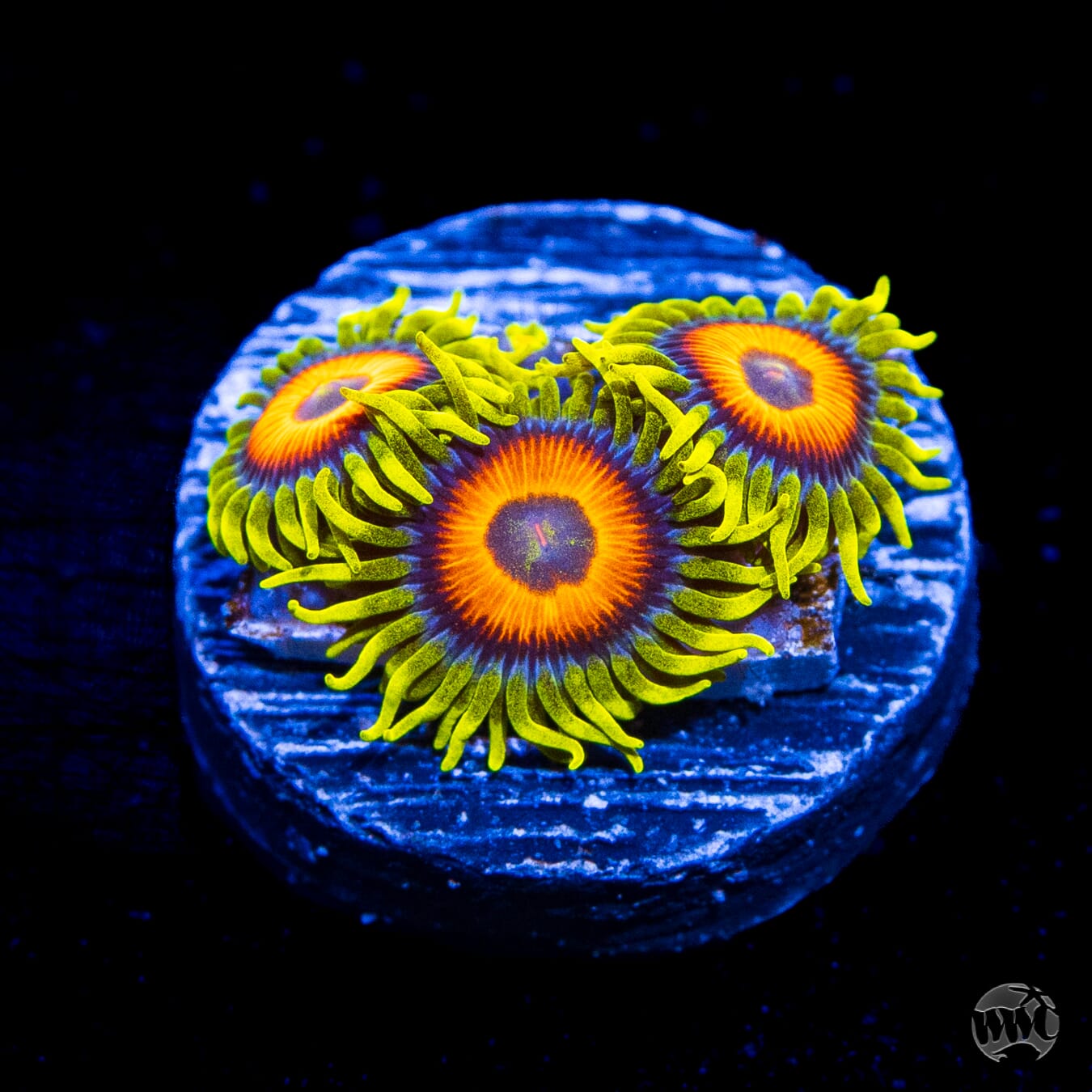 WWC Wildflower Zoanthids