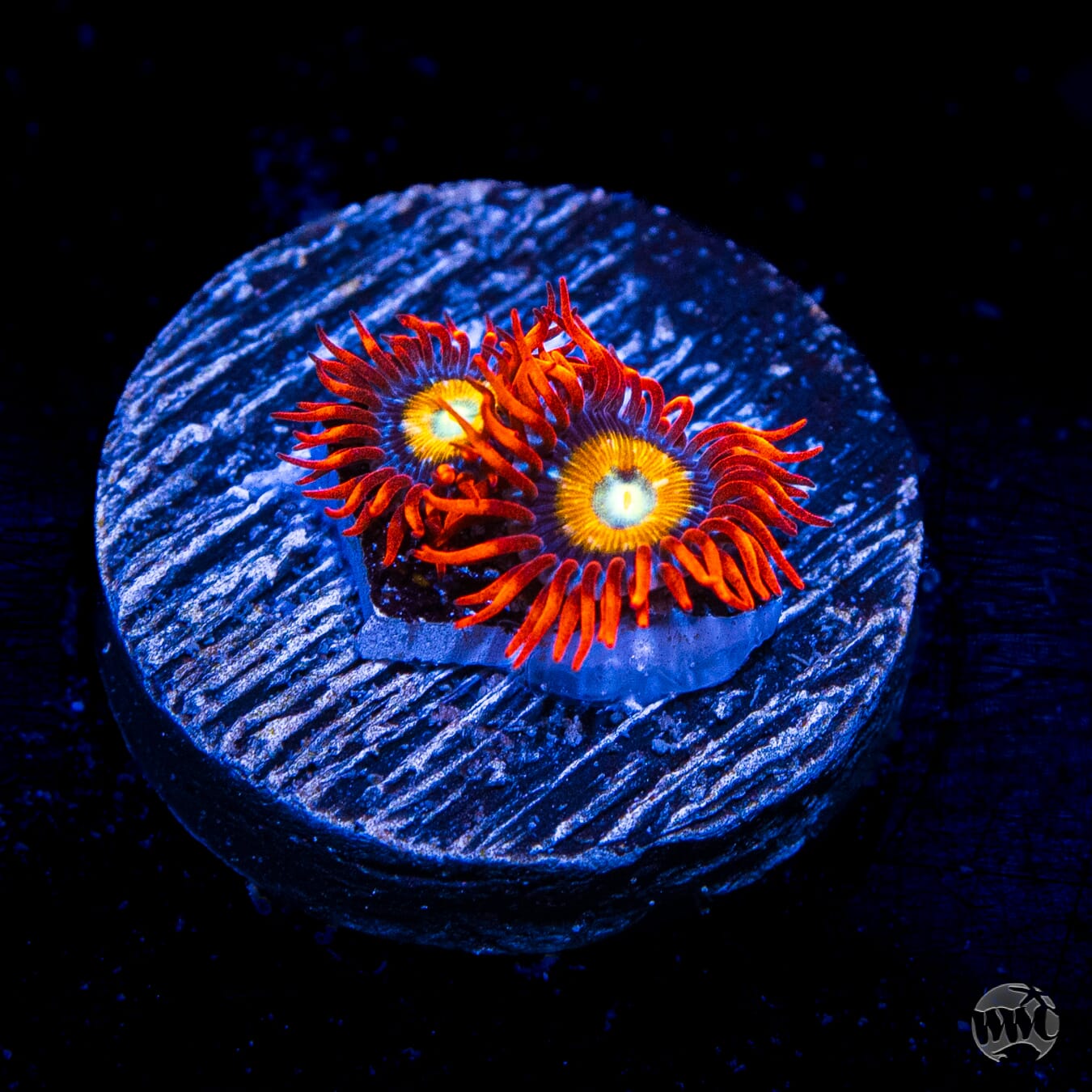 WWC Blondies Zoanthids