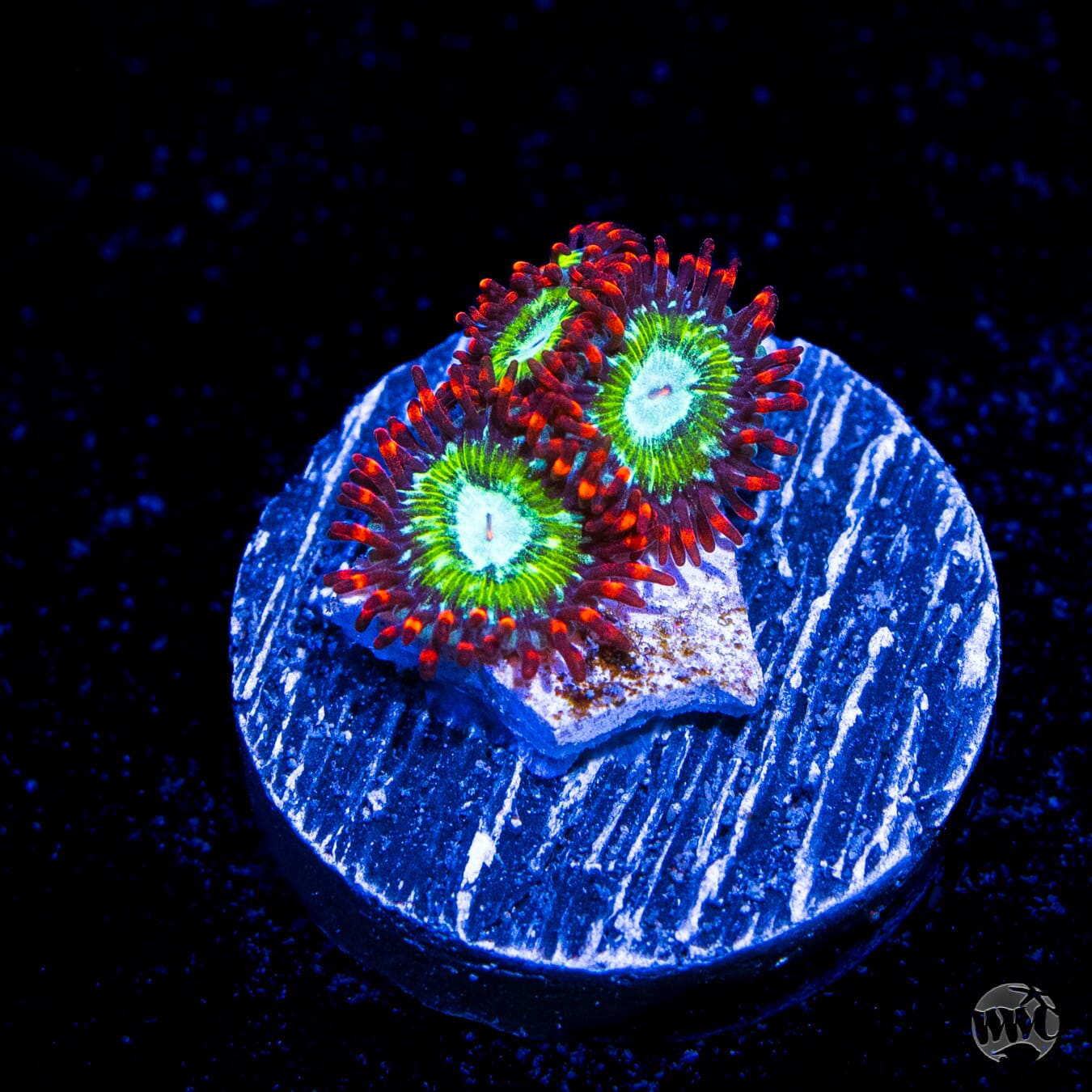 WWC Viridian Zoanthids