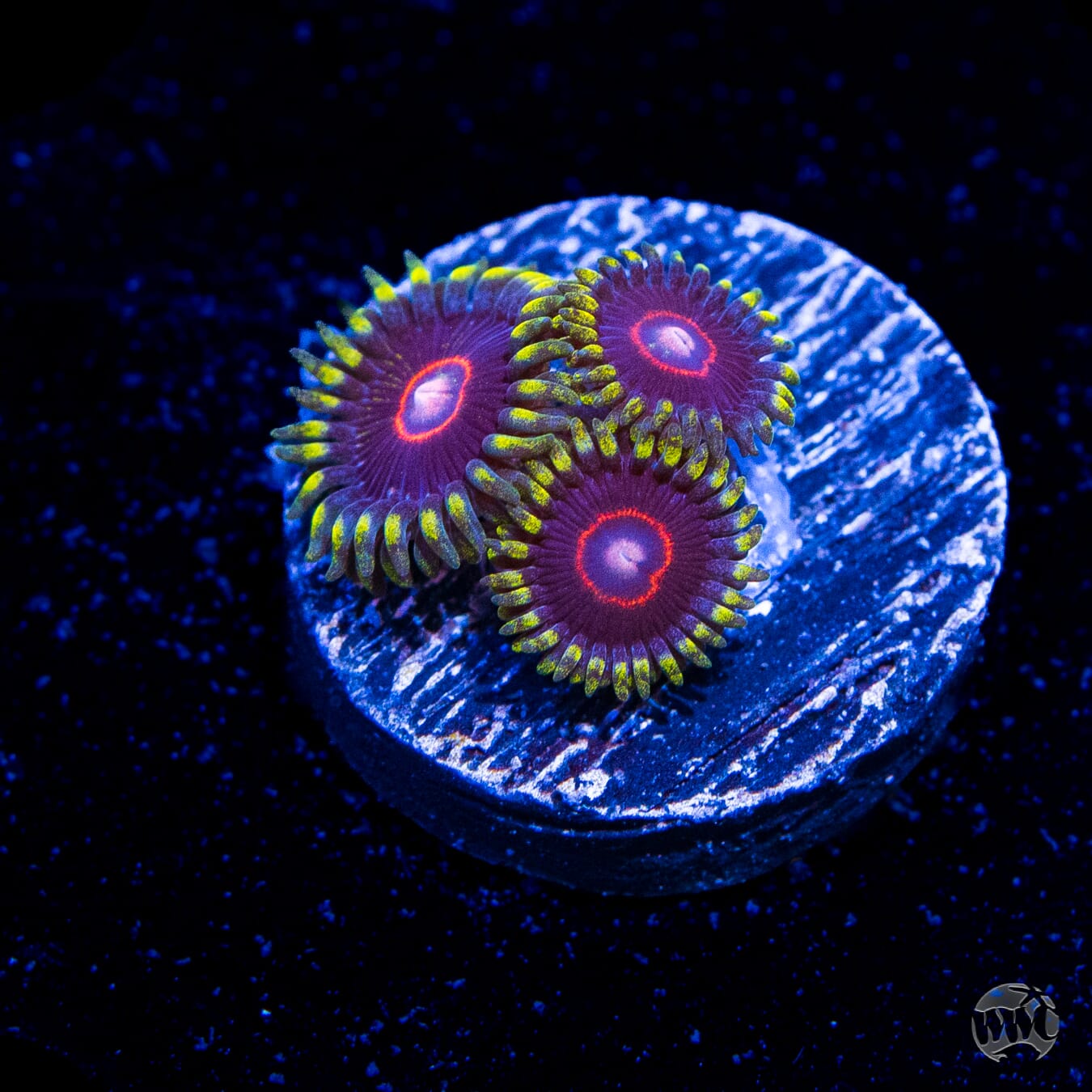 WWC Evil Heart Zoanthids