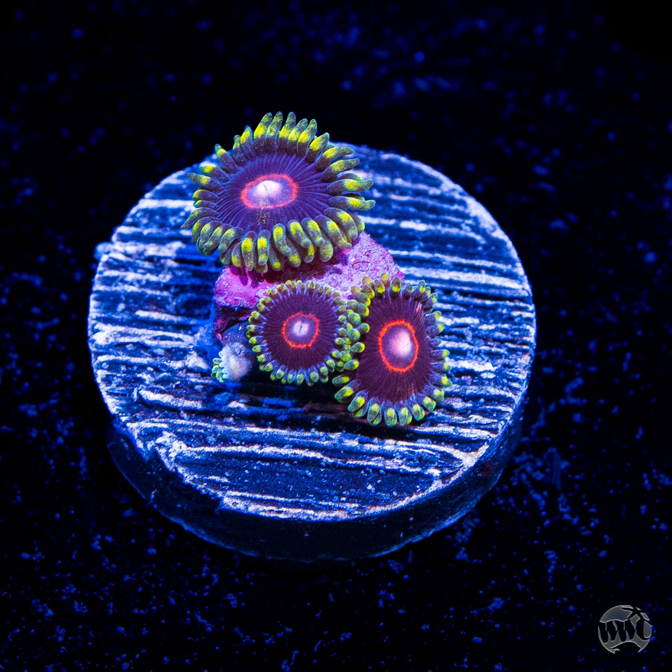 WWC Evil Heart Zoanthids