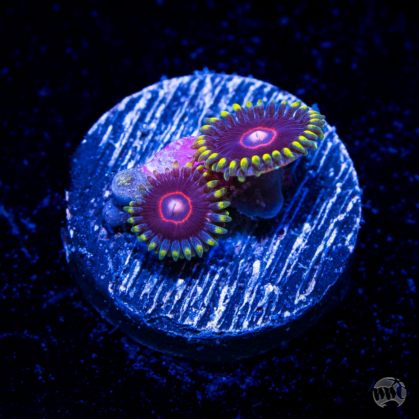 WWC Evil Heart Zoanthids