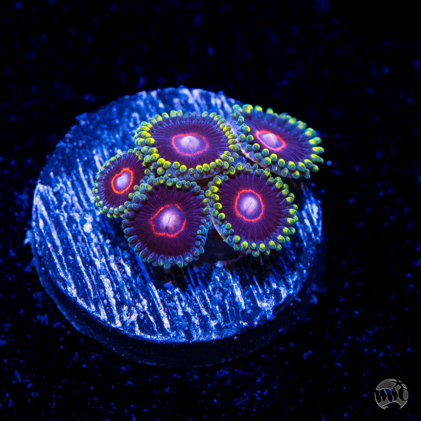 WWC Evil Heart Zoanthids