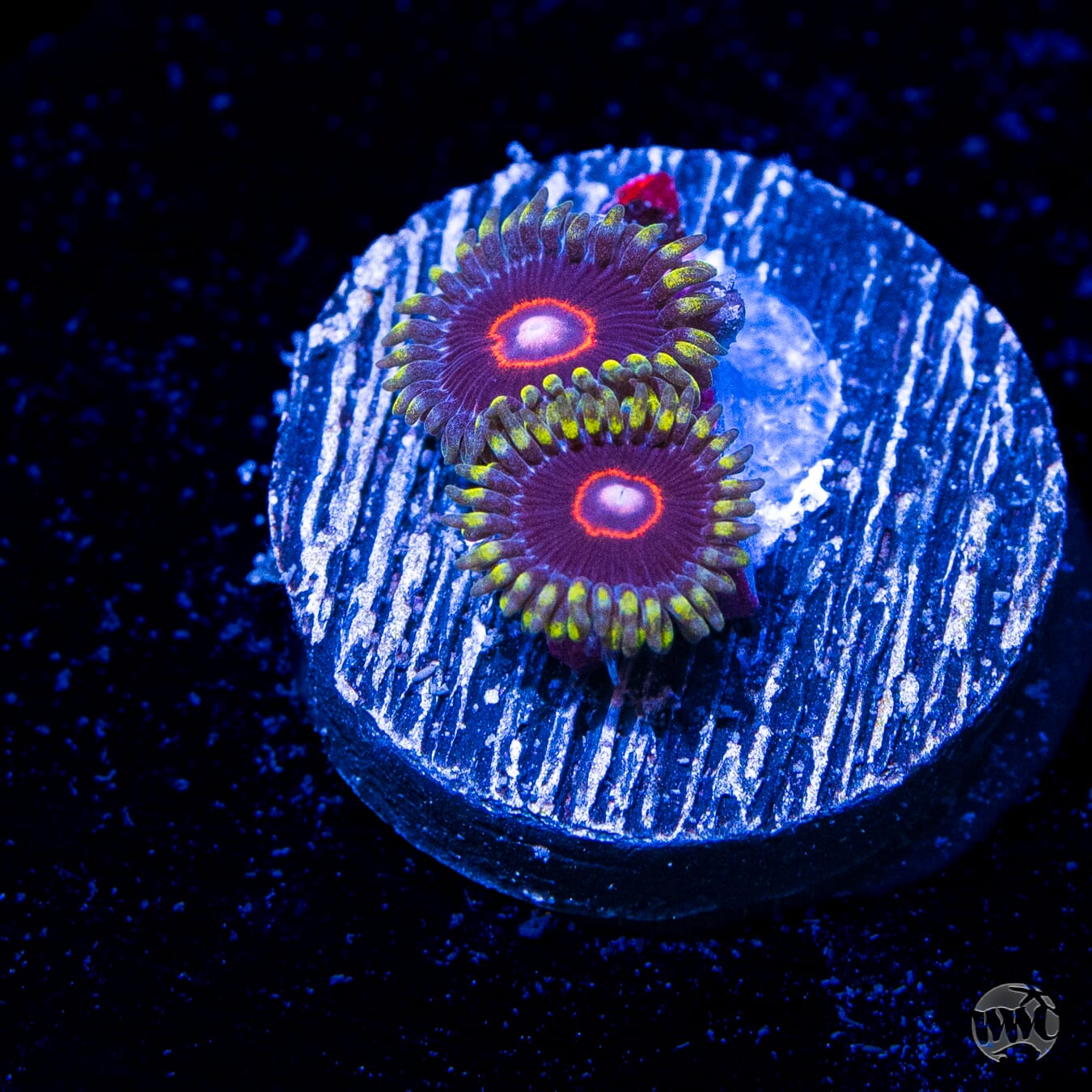 WWC Evil Heart Zoanthids