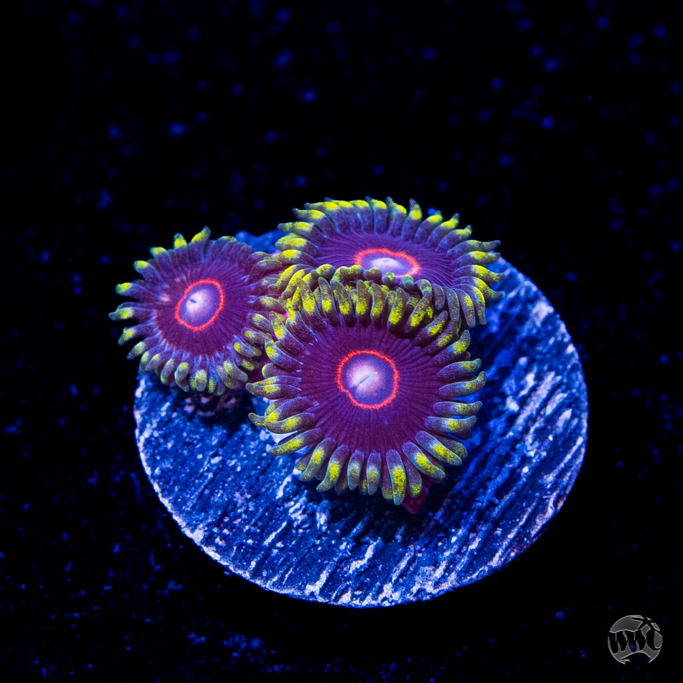 WWC Evil Heart Zoanthids