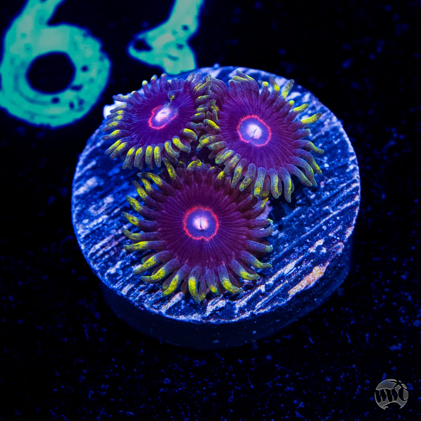 WWC Evil Heart Zoanthids