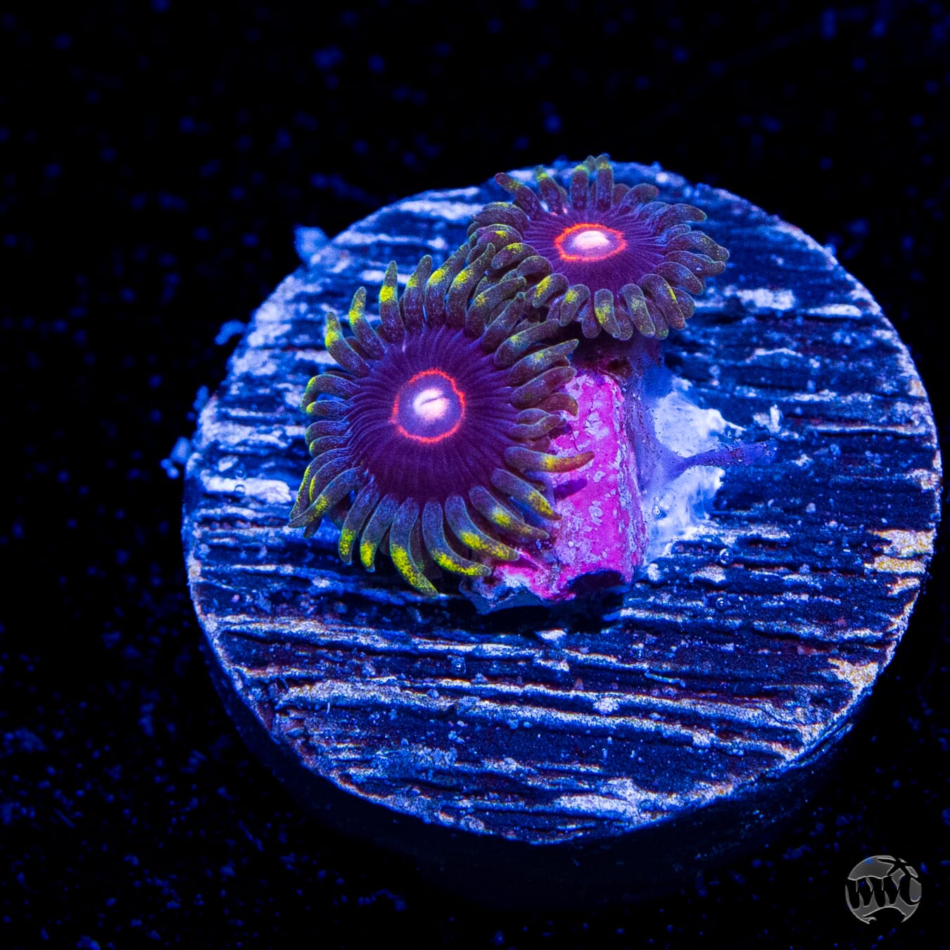 WWC Evil Heart Zoanthids