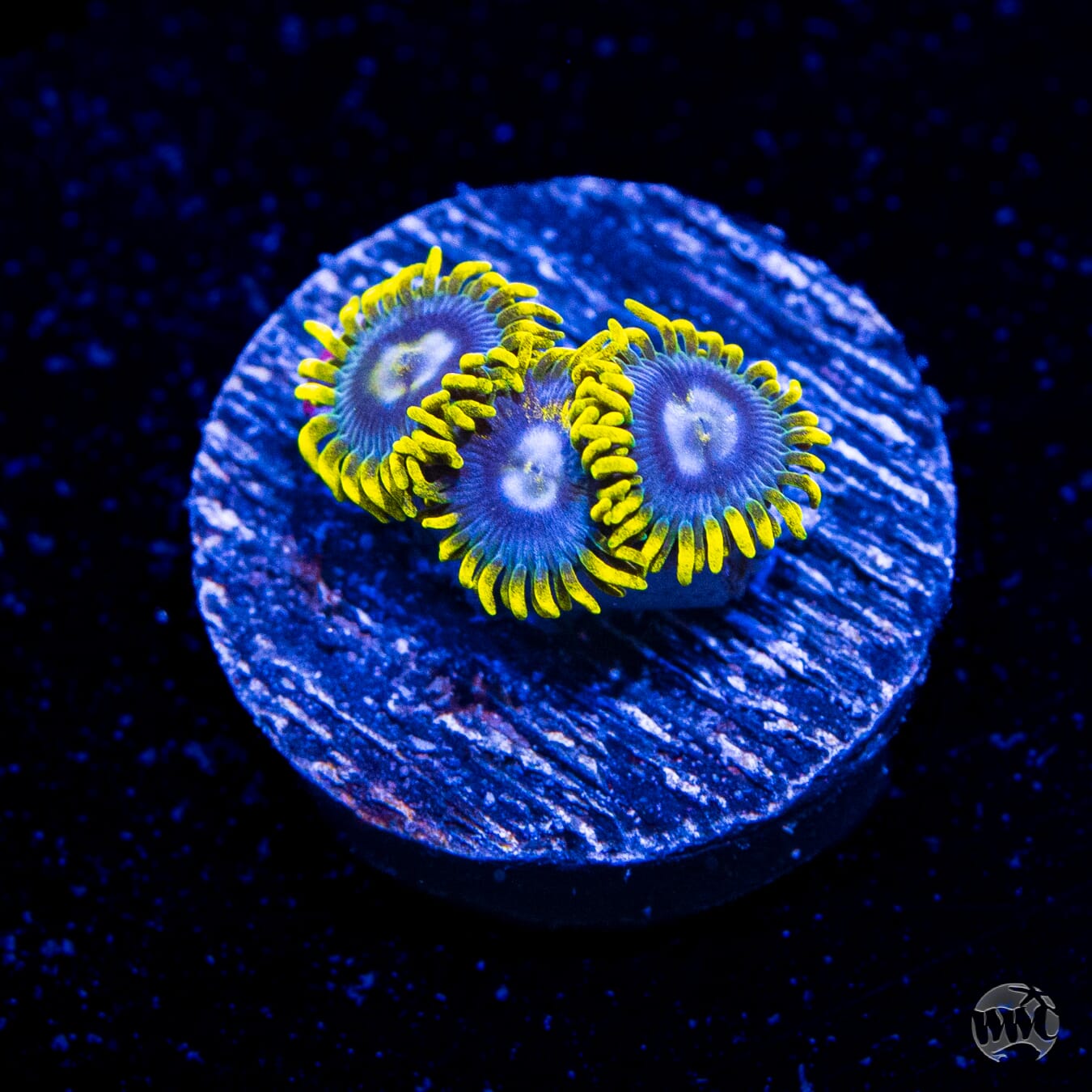 WWC Blueberry Buzz Zoanthids