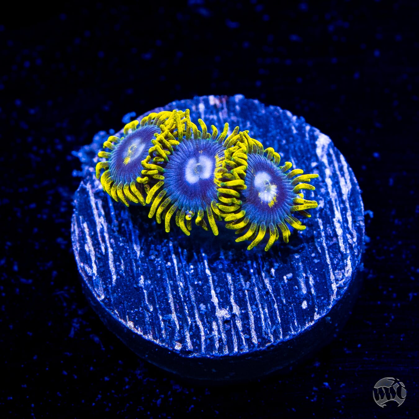 WWC Blueberry Buzz Zoanthids