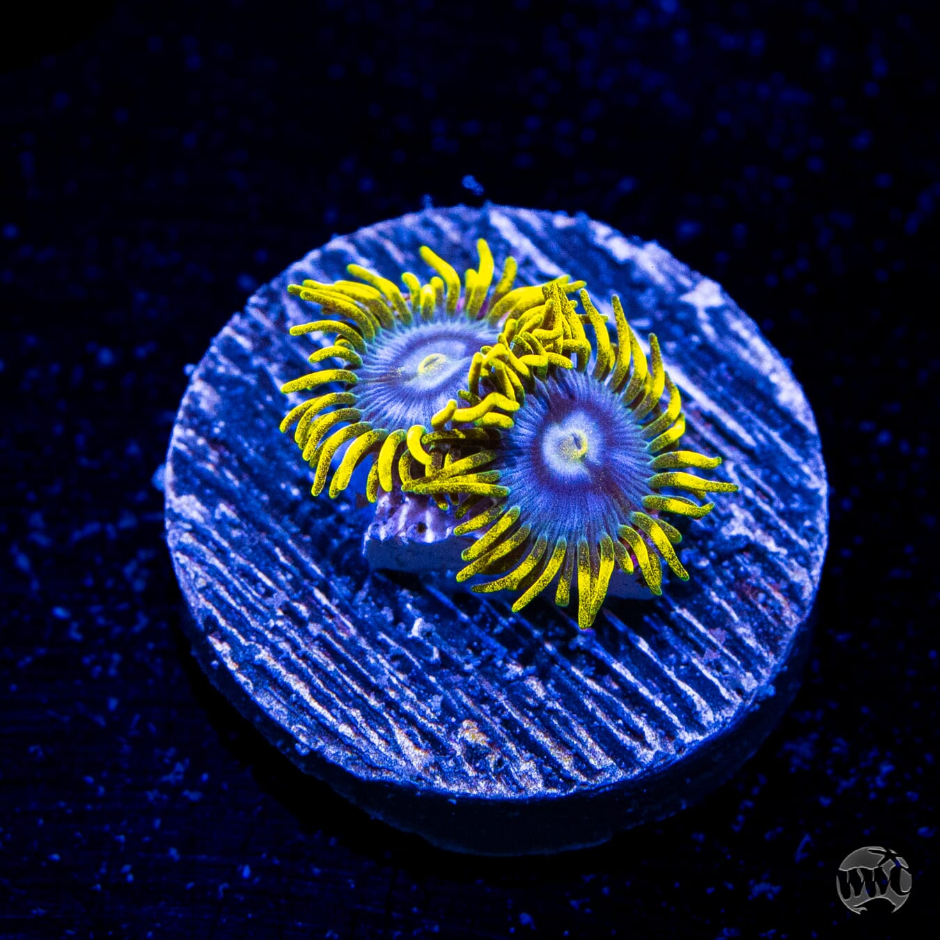 WWC Blueberry Buzz Zoanthids