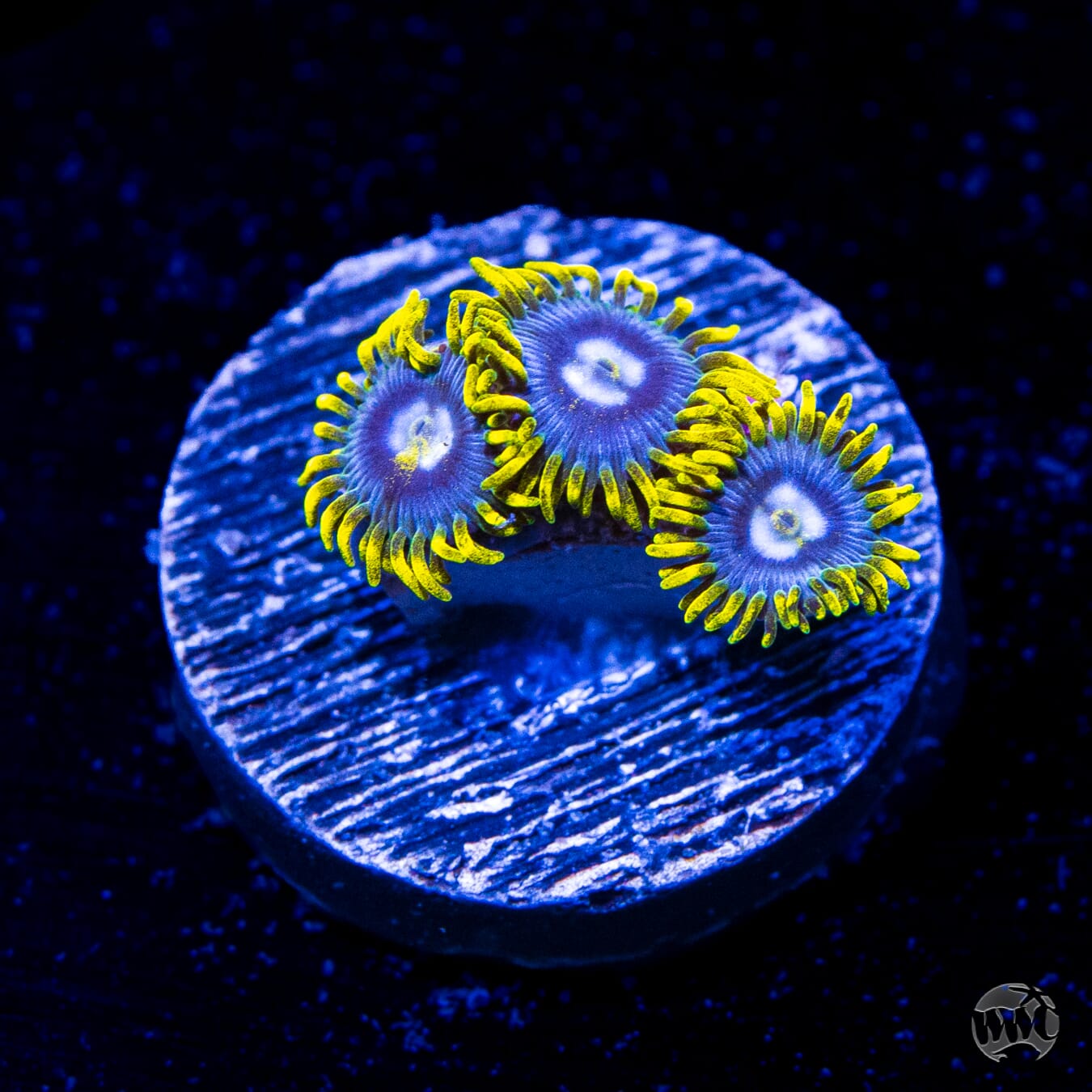 WWC Blueberry Buzz Zoanthids