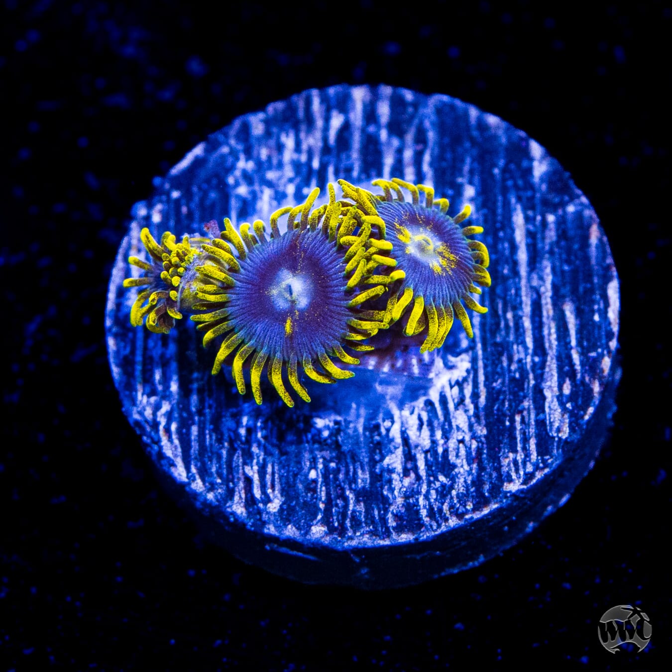 WWC Blueberry Buzz Zoanthids