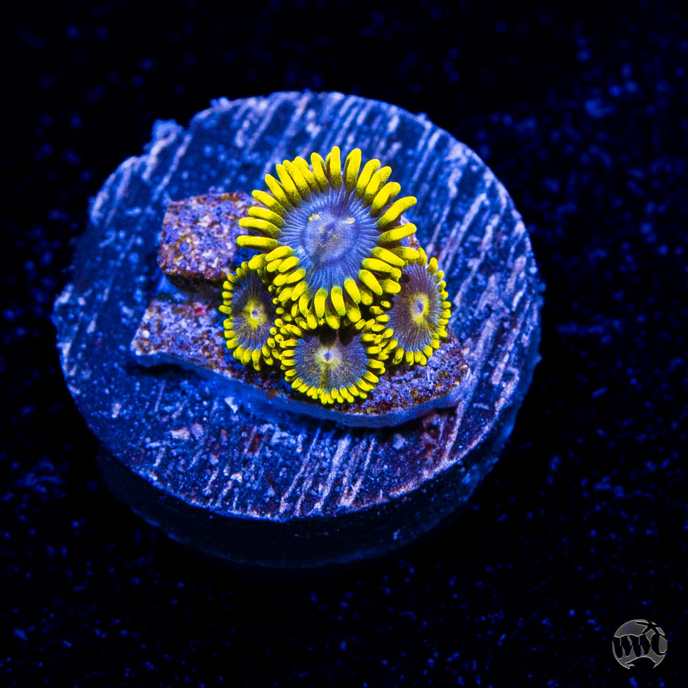 WWC Blueberry Buzz Zoanthids