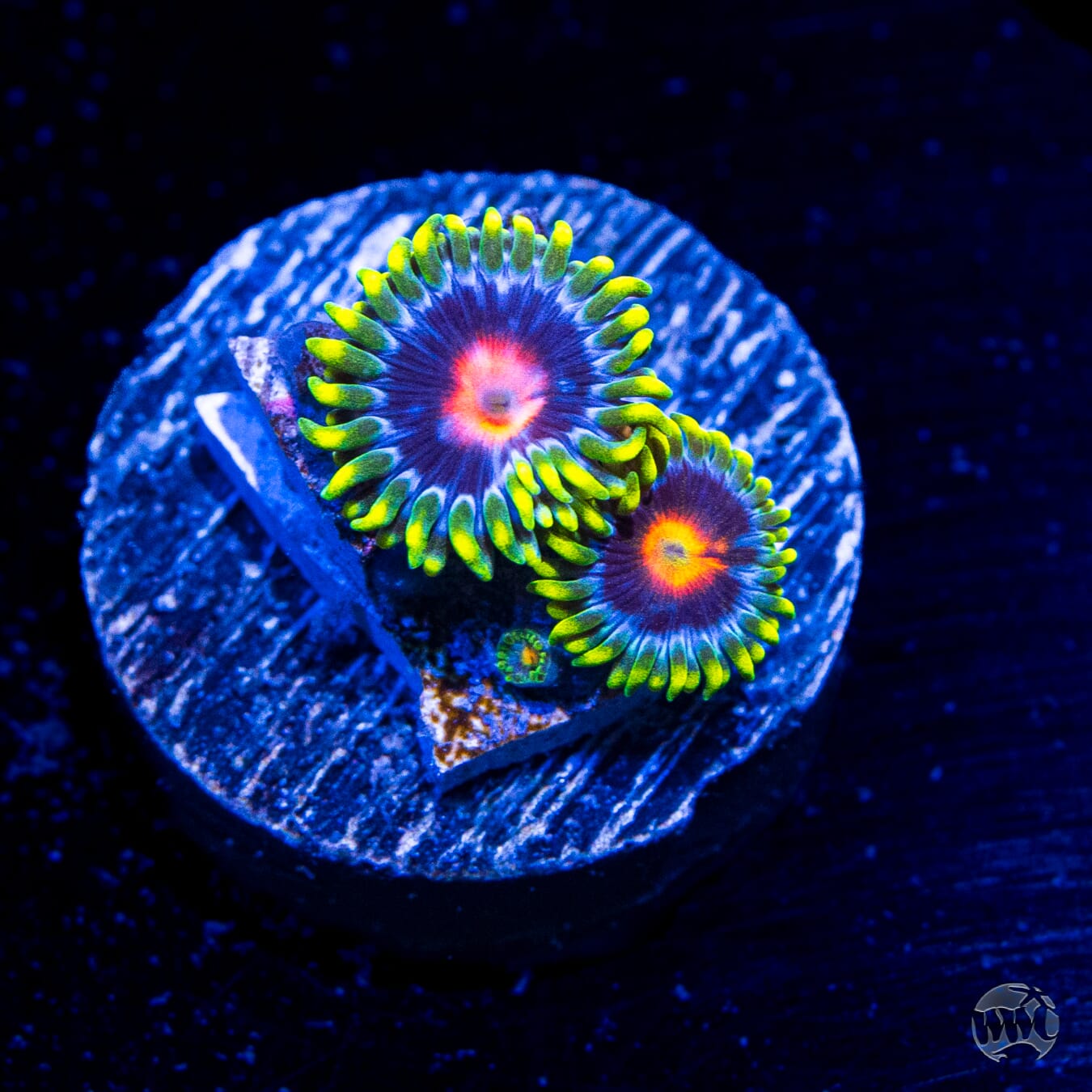 WWC Ultimate Blowpop Zoanthids