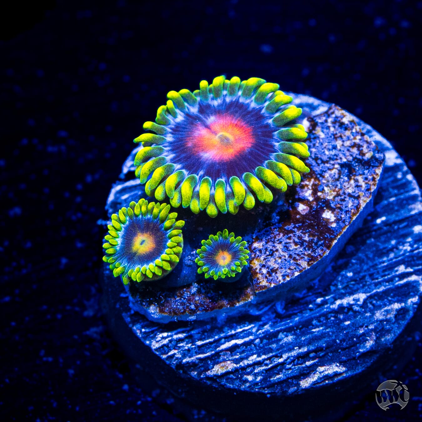 WWC Ultimate Blowpop Zoanthids