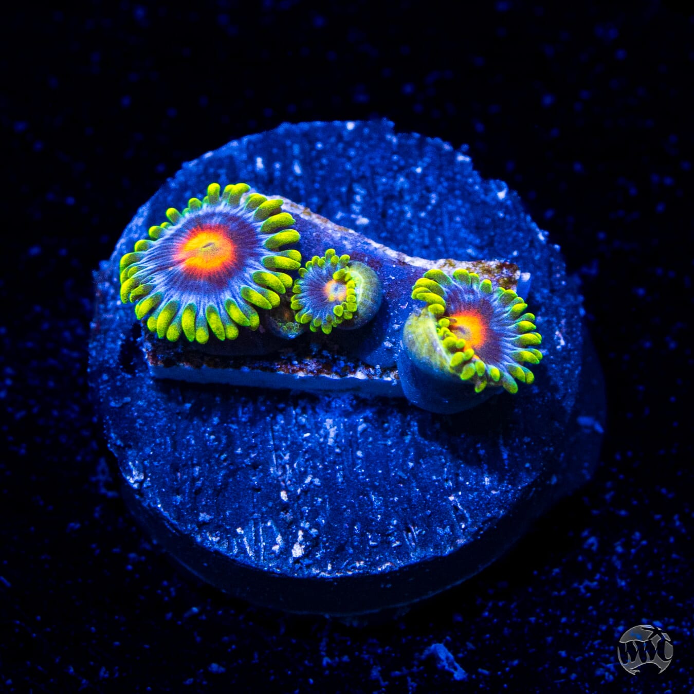 WWC Ultimate Blowpop Zoanthids