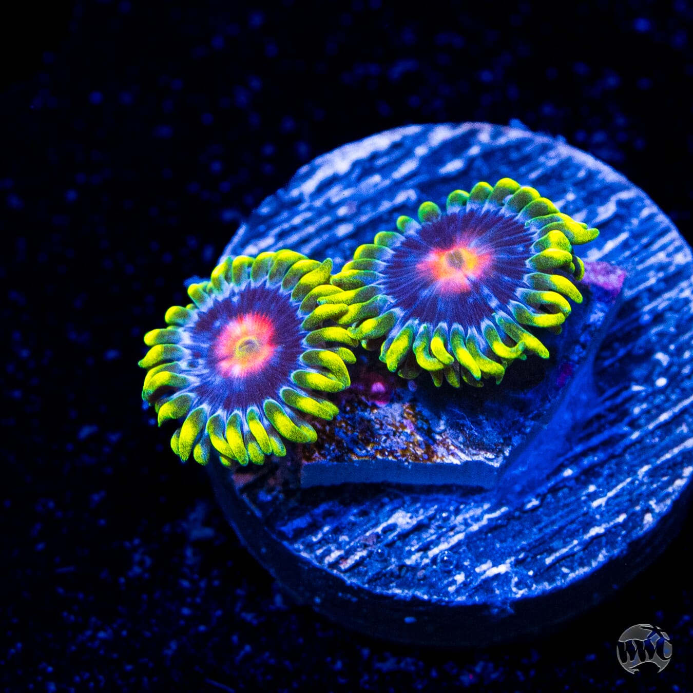 WWC Ultimate Blowpop Zoanthids