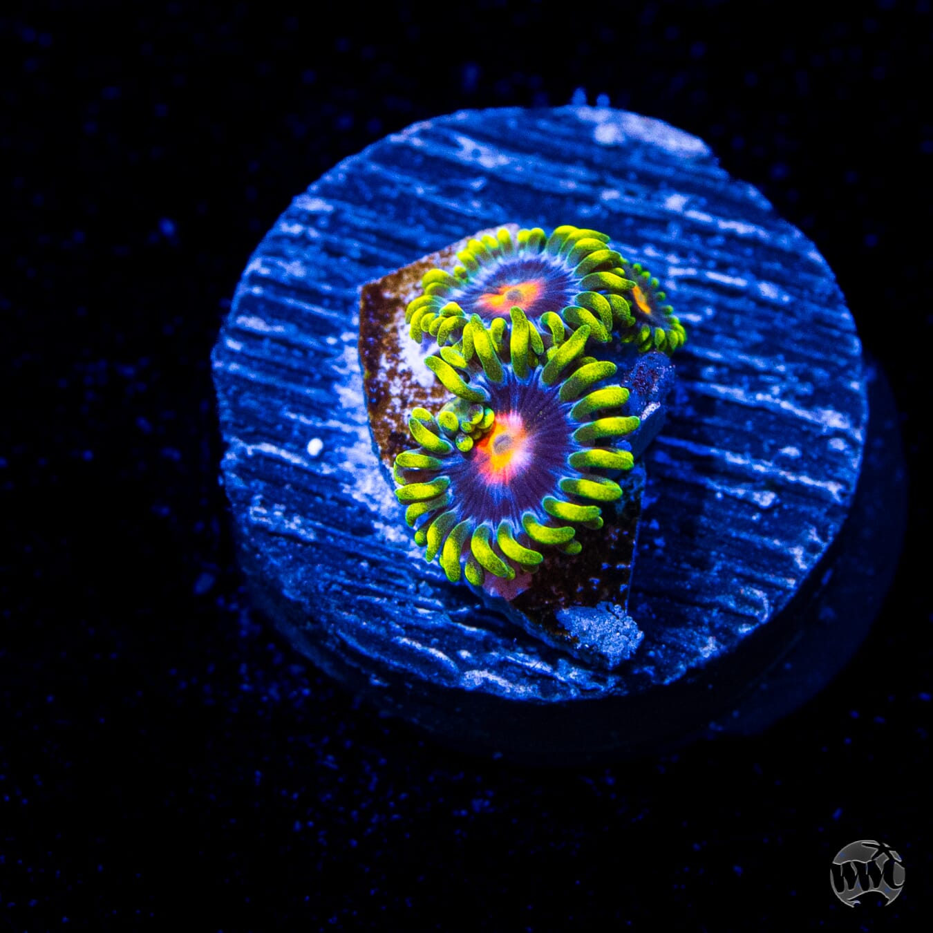 WWC Ultimate Blowpop Zoanthids