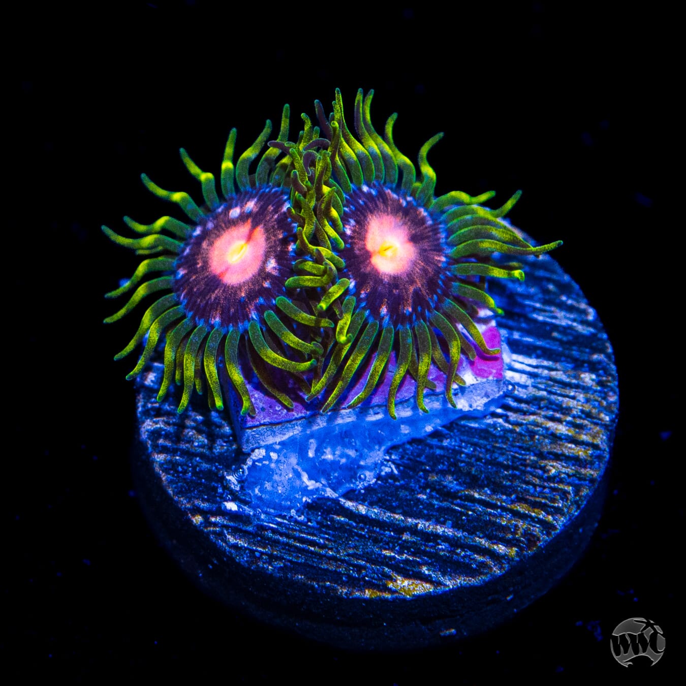 WWC Sweet Tooth Zoanthids