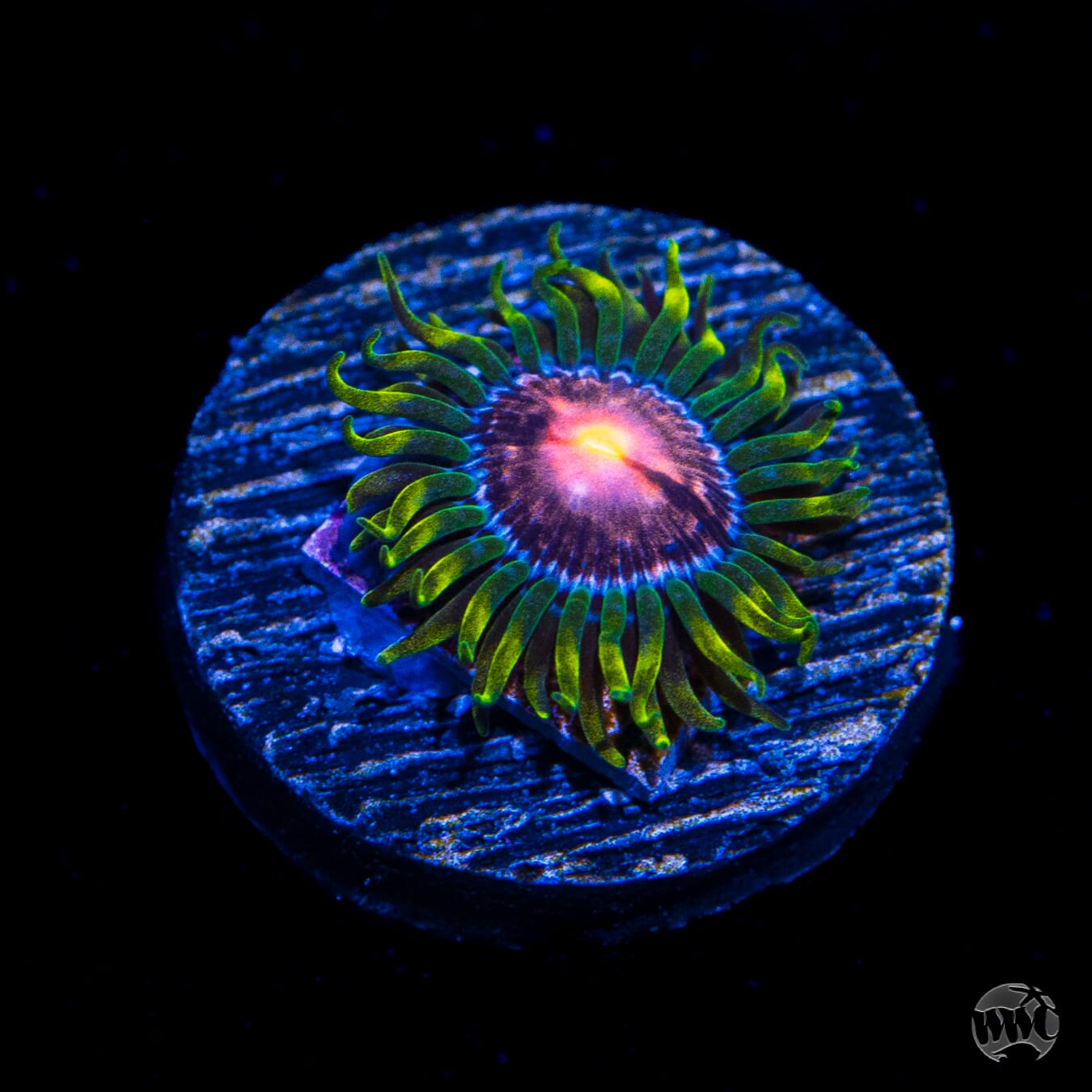 WWC Sweet Tooth Zoanthids