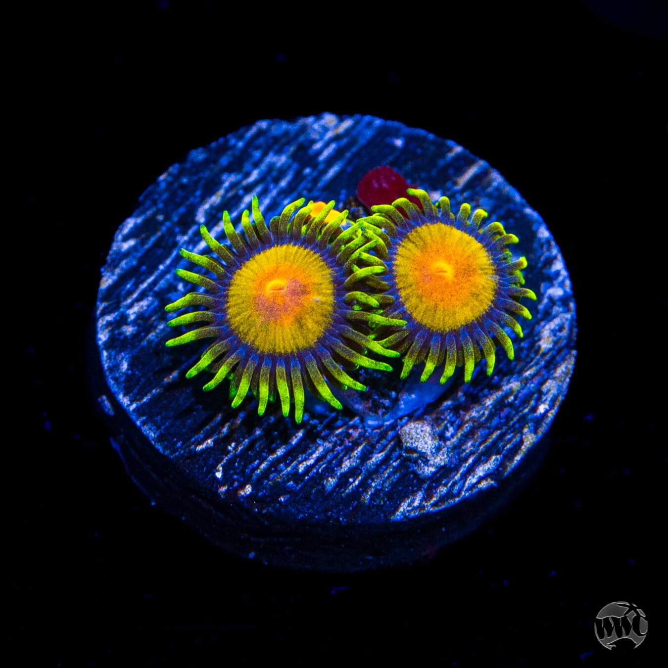 WWC Queen Midas Zoanthids